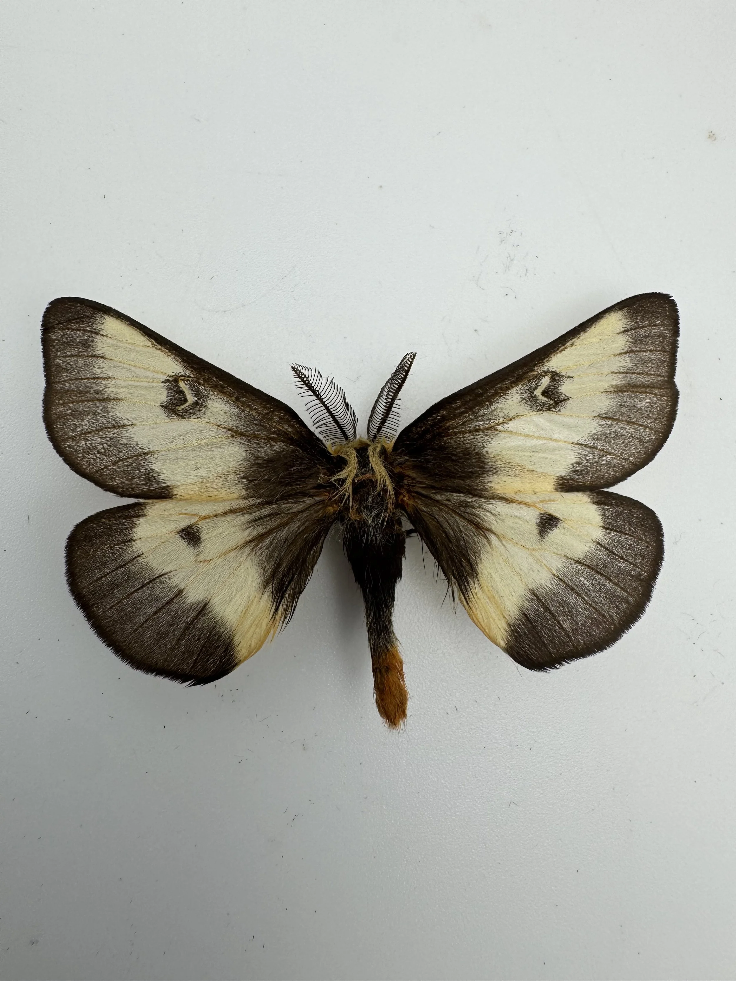 Hemileuca nevadensis – Nevada Buck Moth