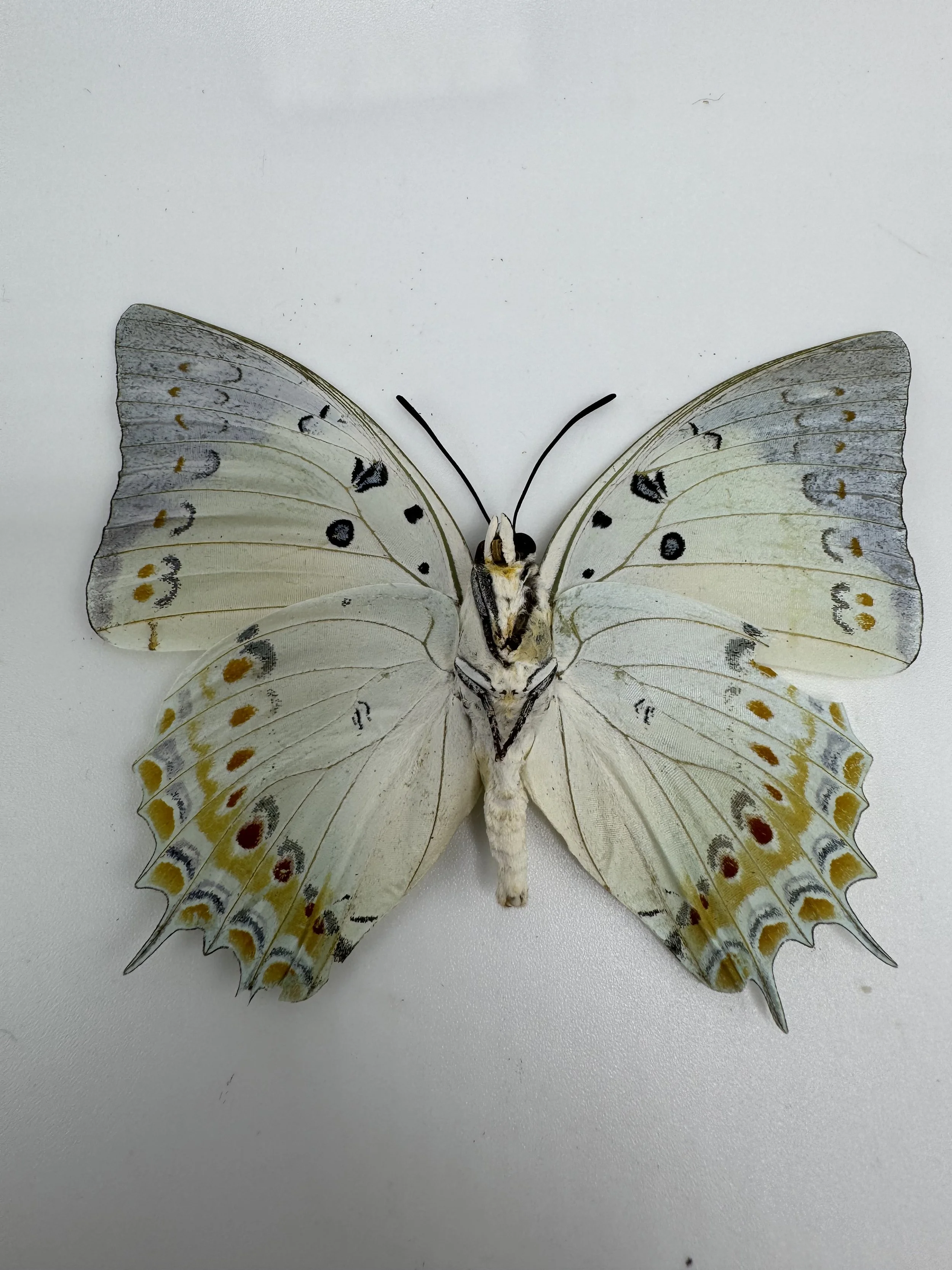 Polyura delphis – Jewelled Nawab