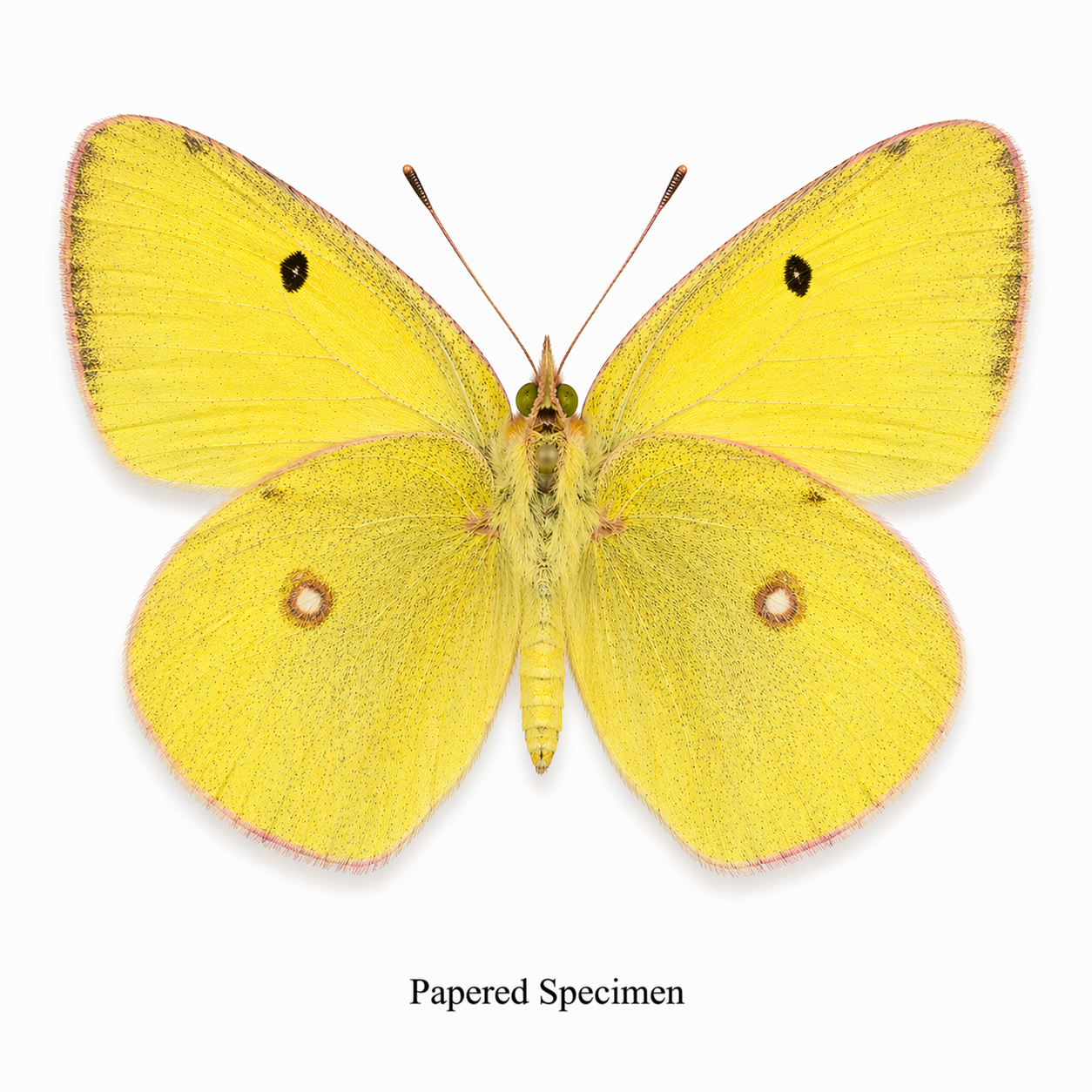 Colias philodice – Clouded Sulphur