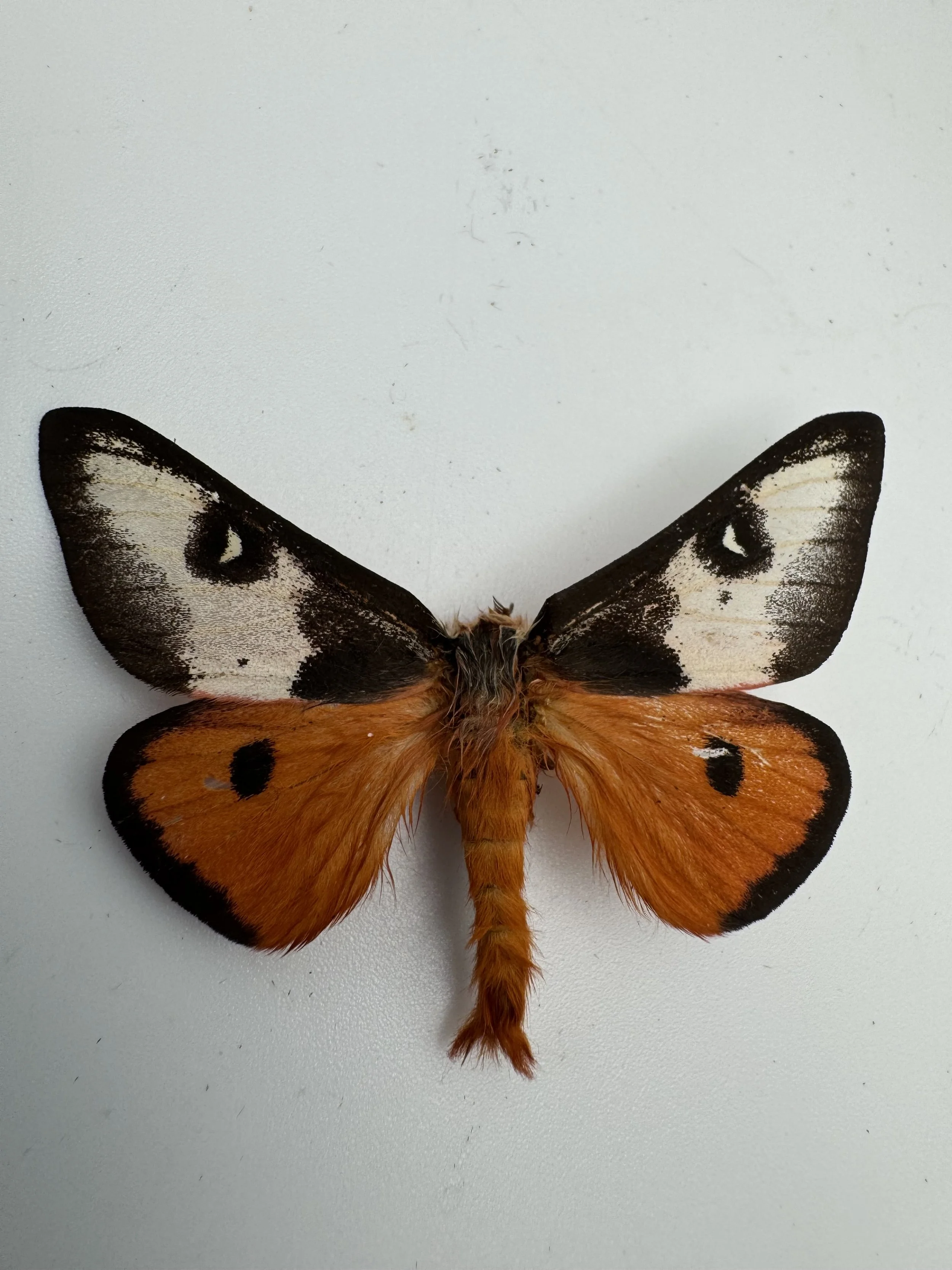 Hemileuca electra – Electra Buck Moth