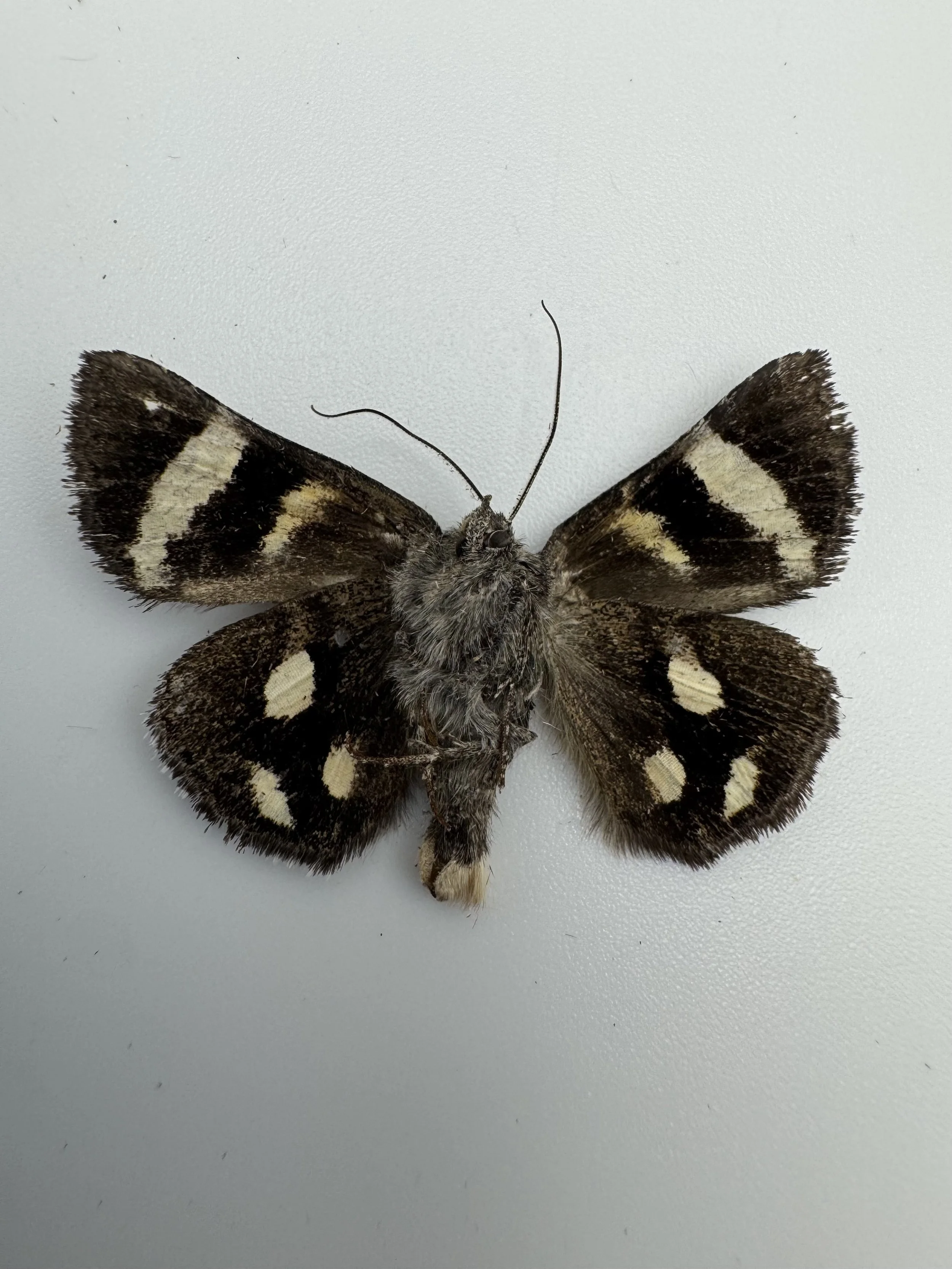 Catocala sexsignata – Six-spotted Underwing