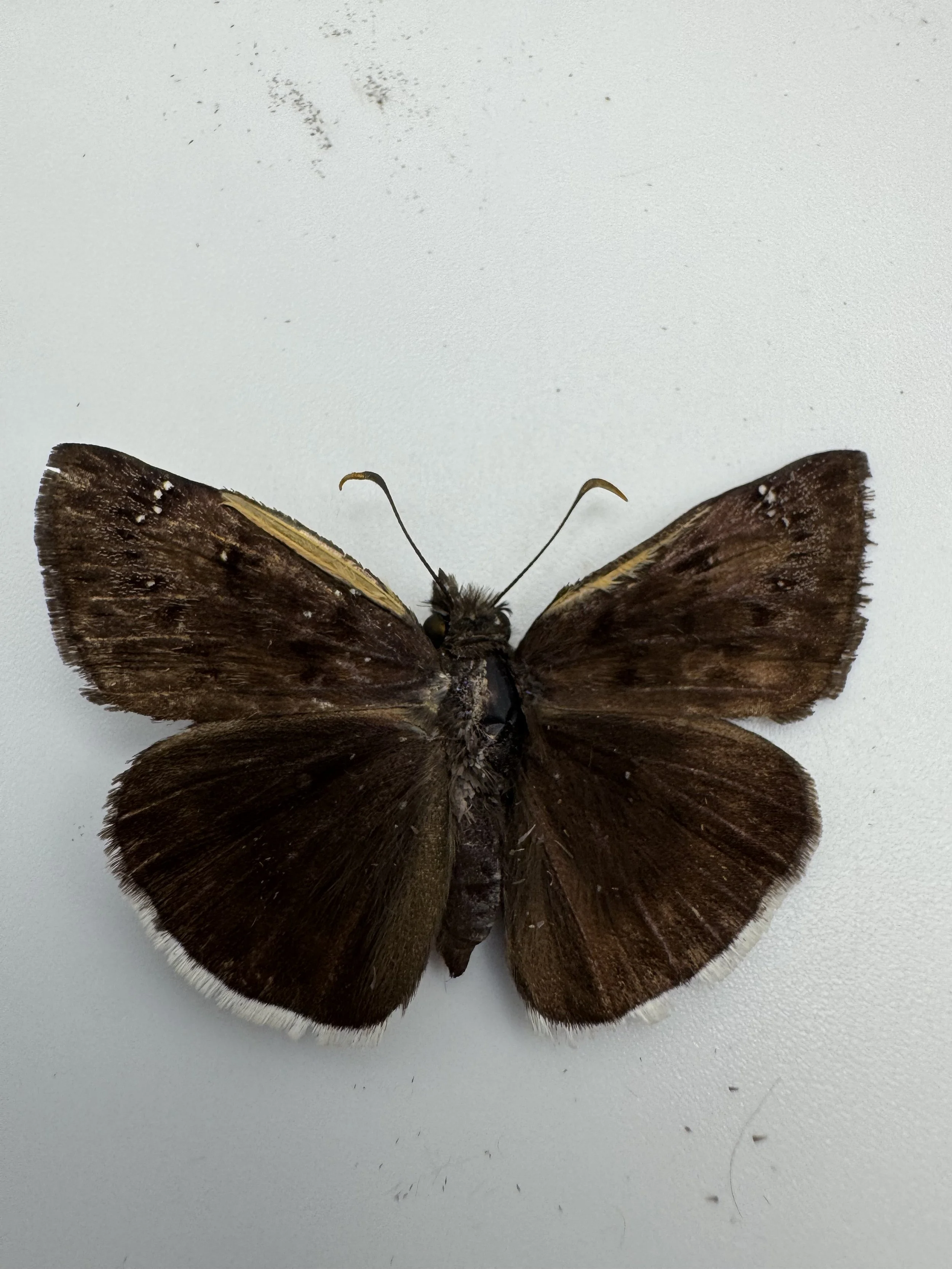 Erynnis funeralis – Funereal Duskywing