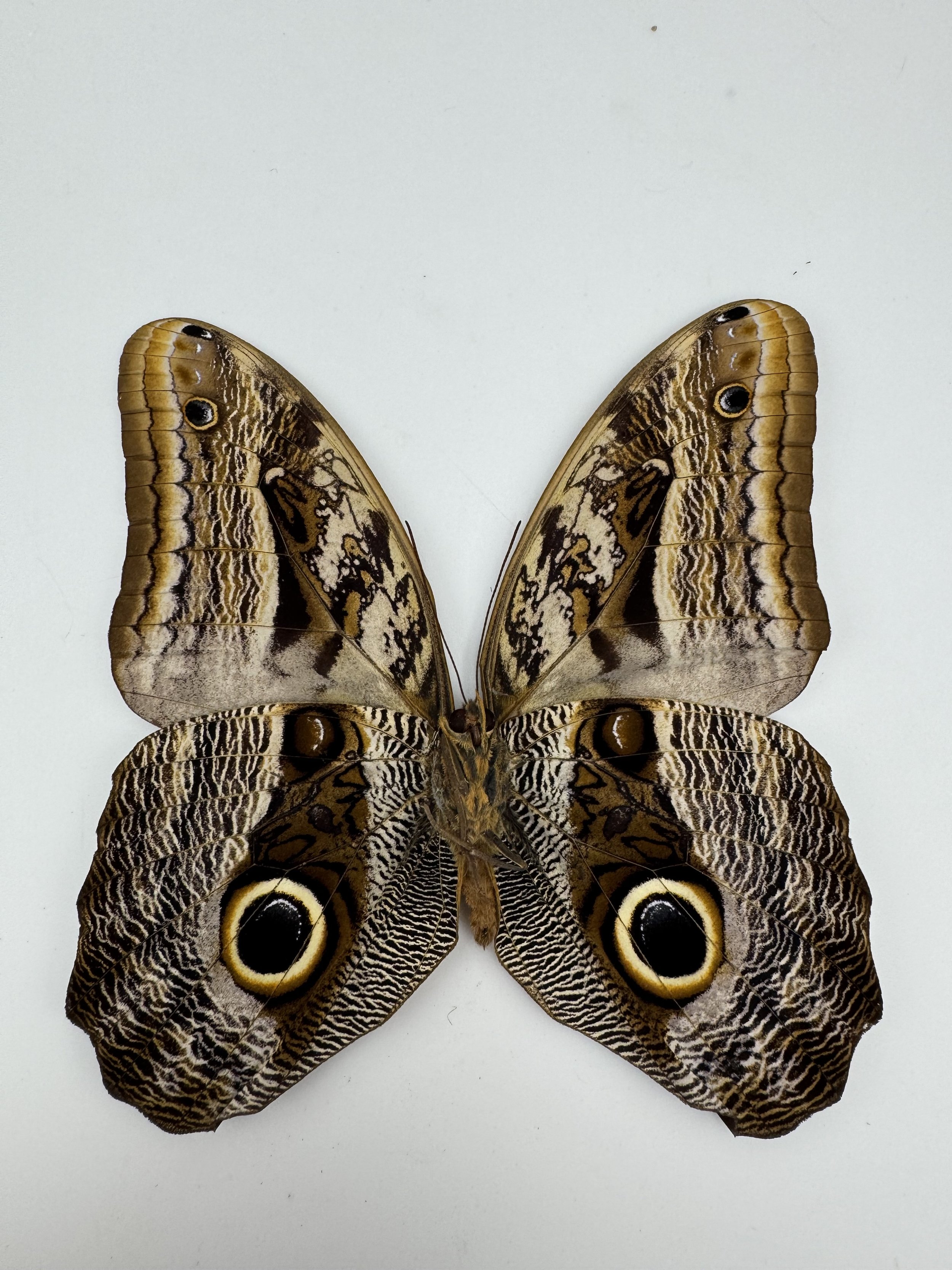 Caligo memnon – Giant Owl Butterfly