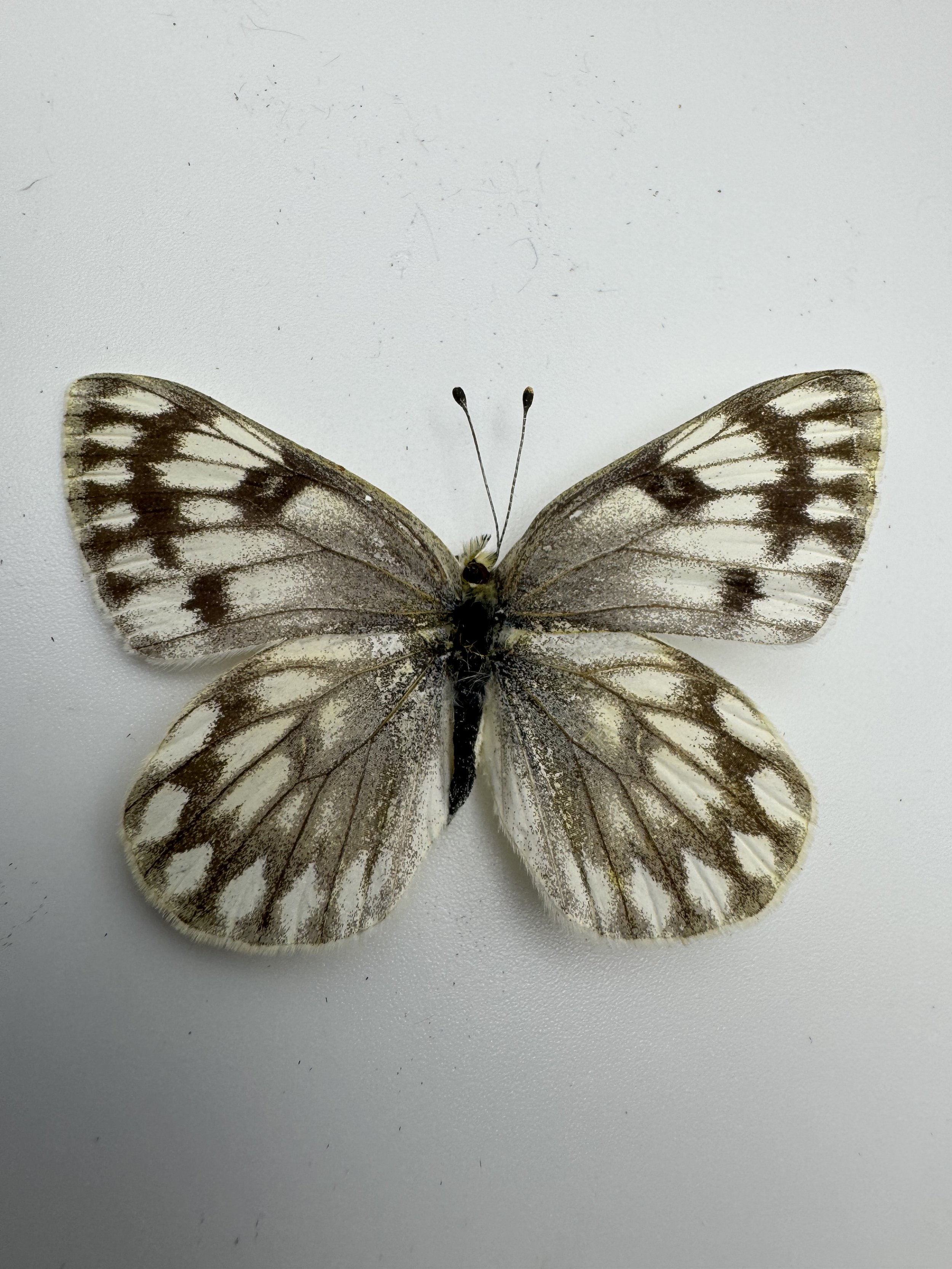 Pontia protodice – Checkered White