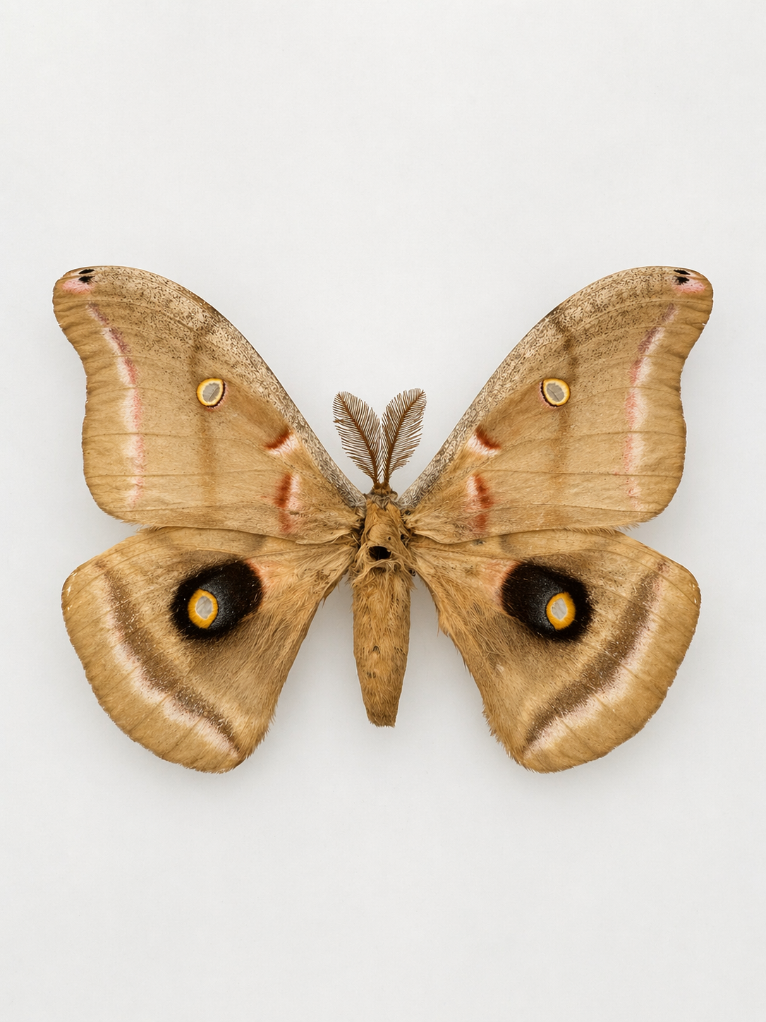 Antheraea polyphemus – Polyphemus Moth