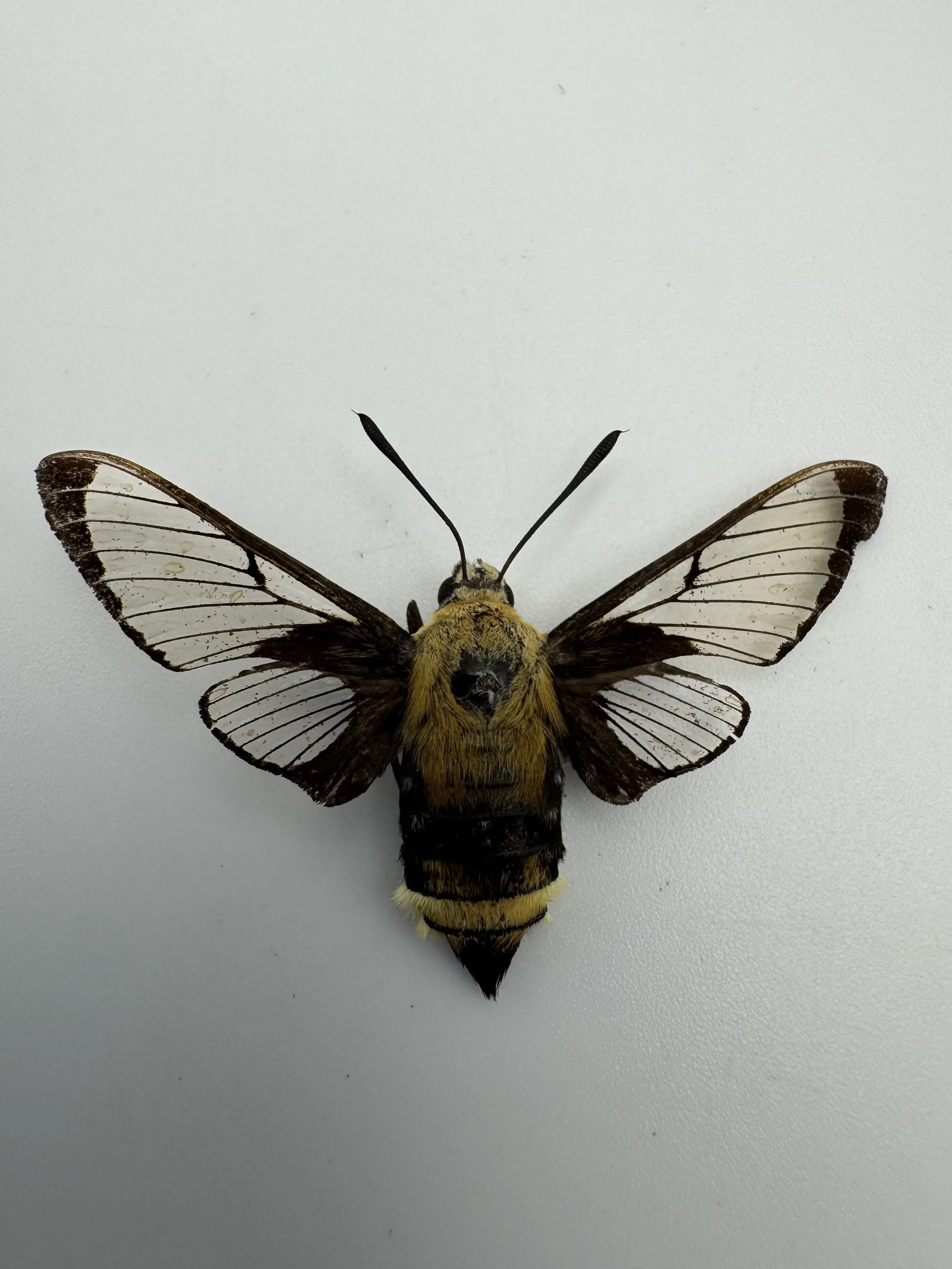 Hemaris thetis – California Clearwing