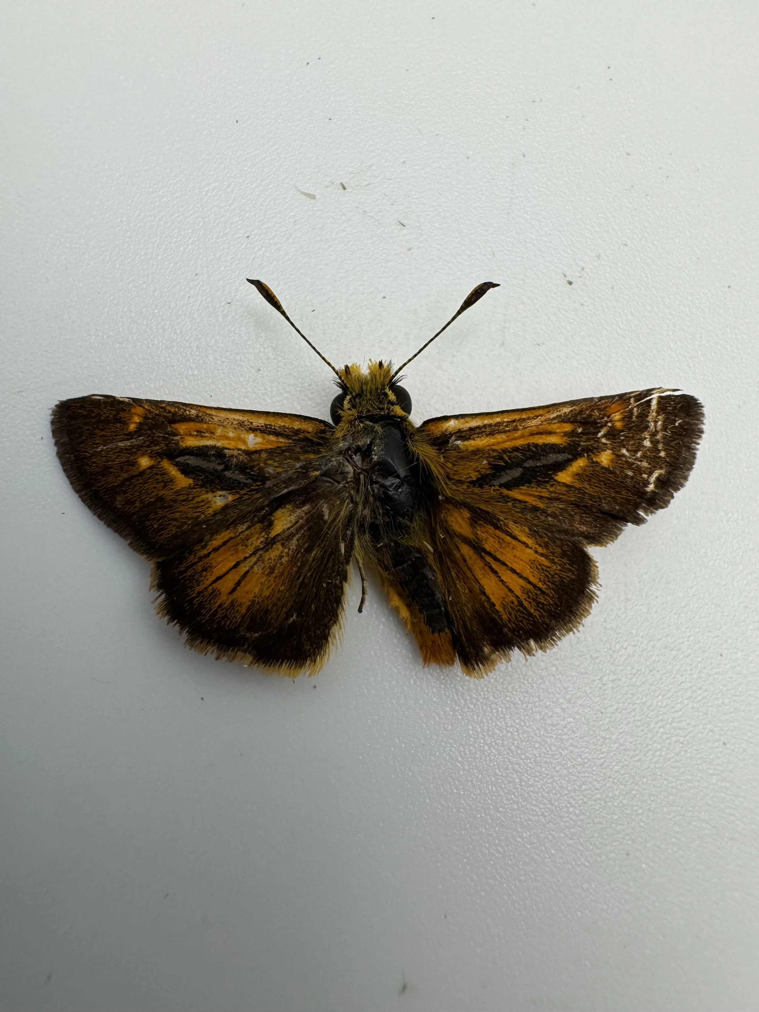 Hylephila phyleus – Fiery Skipper