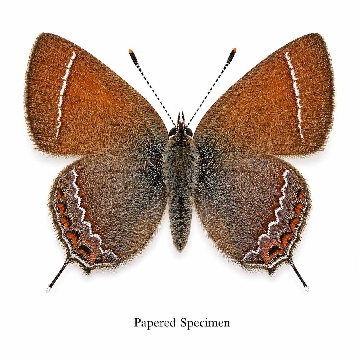 Callophrys muiri – Muir’s Hairstreak