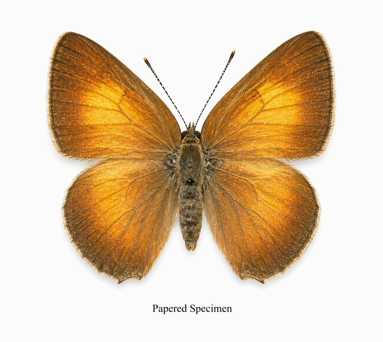 Habrodais grunus – Golden Hairstreak