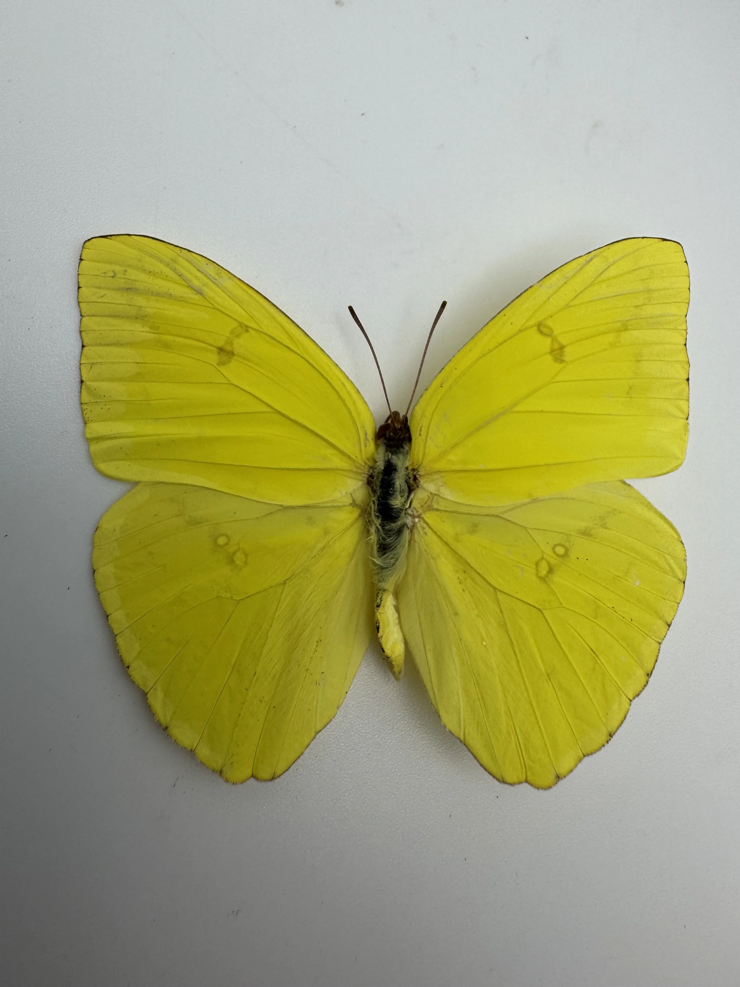 Phoebis sennae – Cloudless Sulphur Jamaica