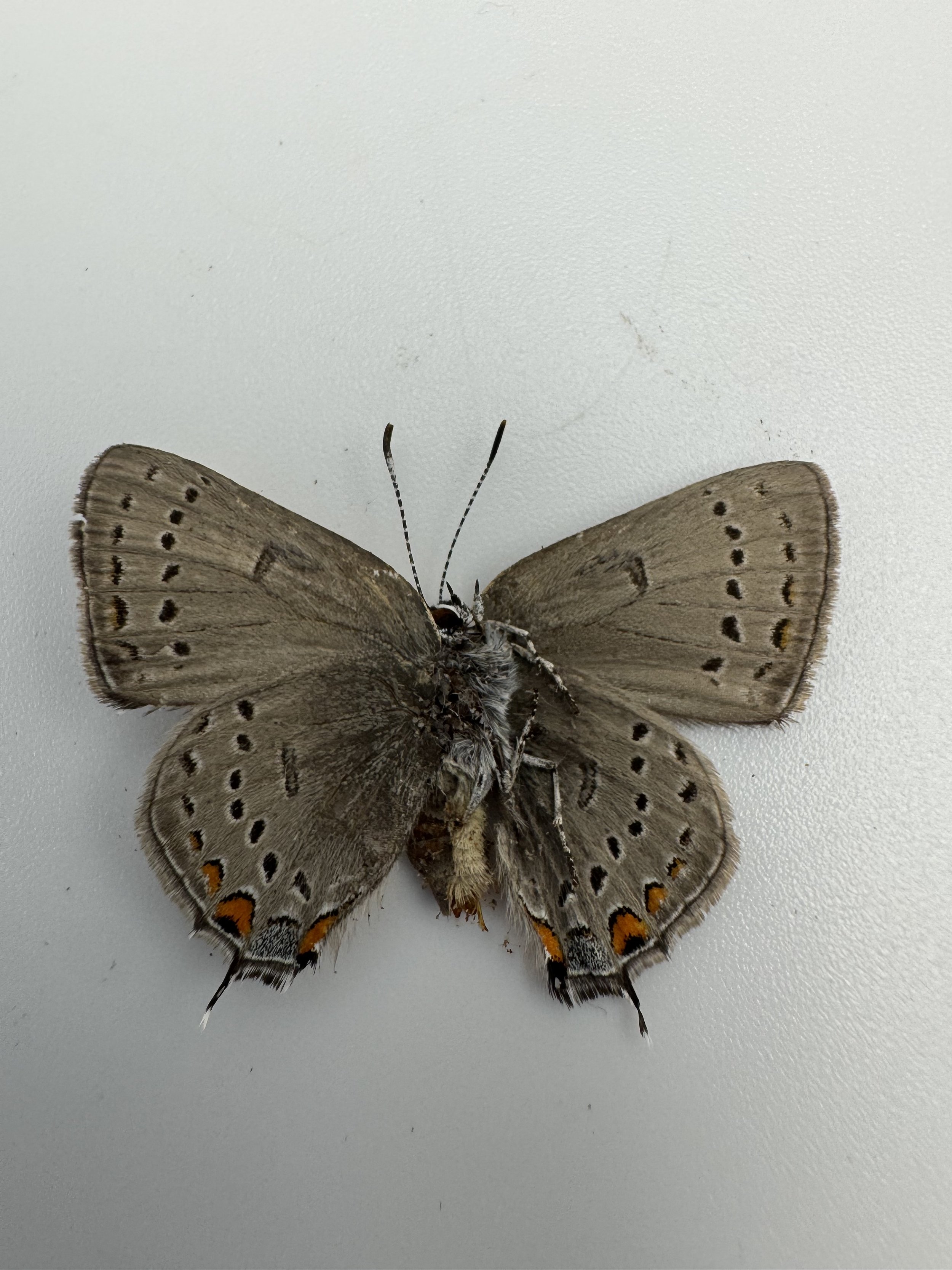 Satyrium californica – California Hairstreak