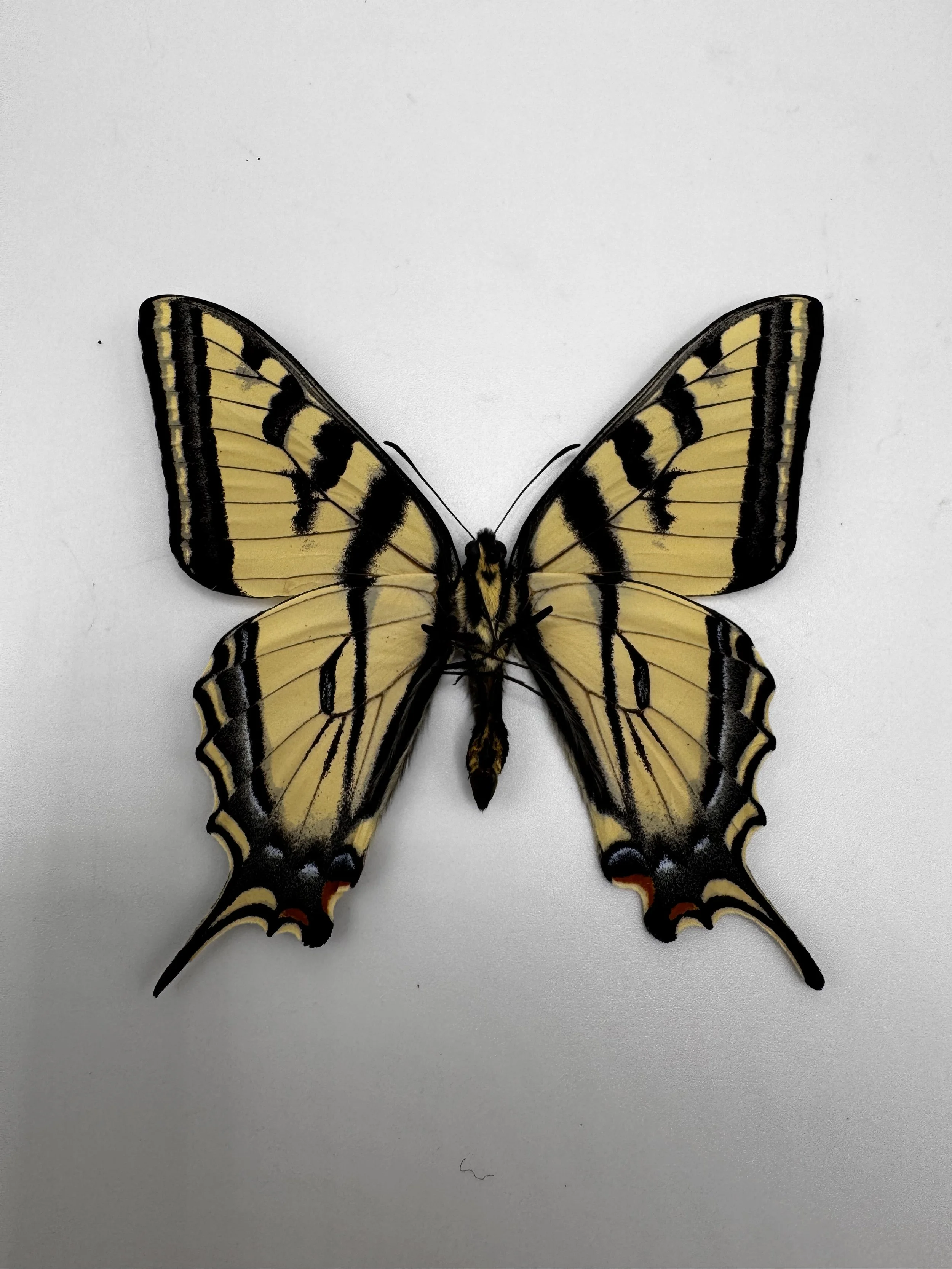 Papilio rutulus – Western Tiger Swallowtail