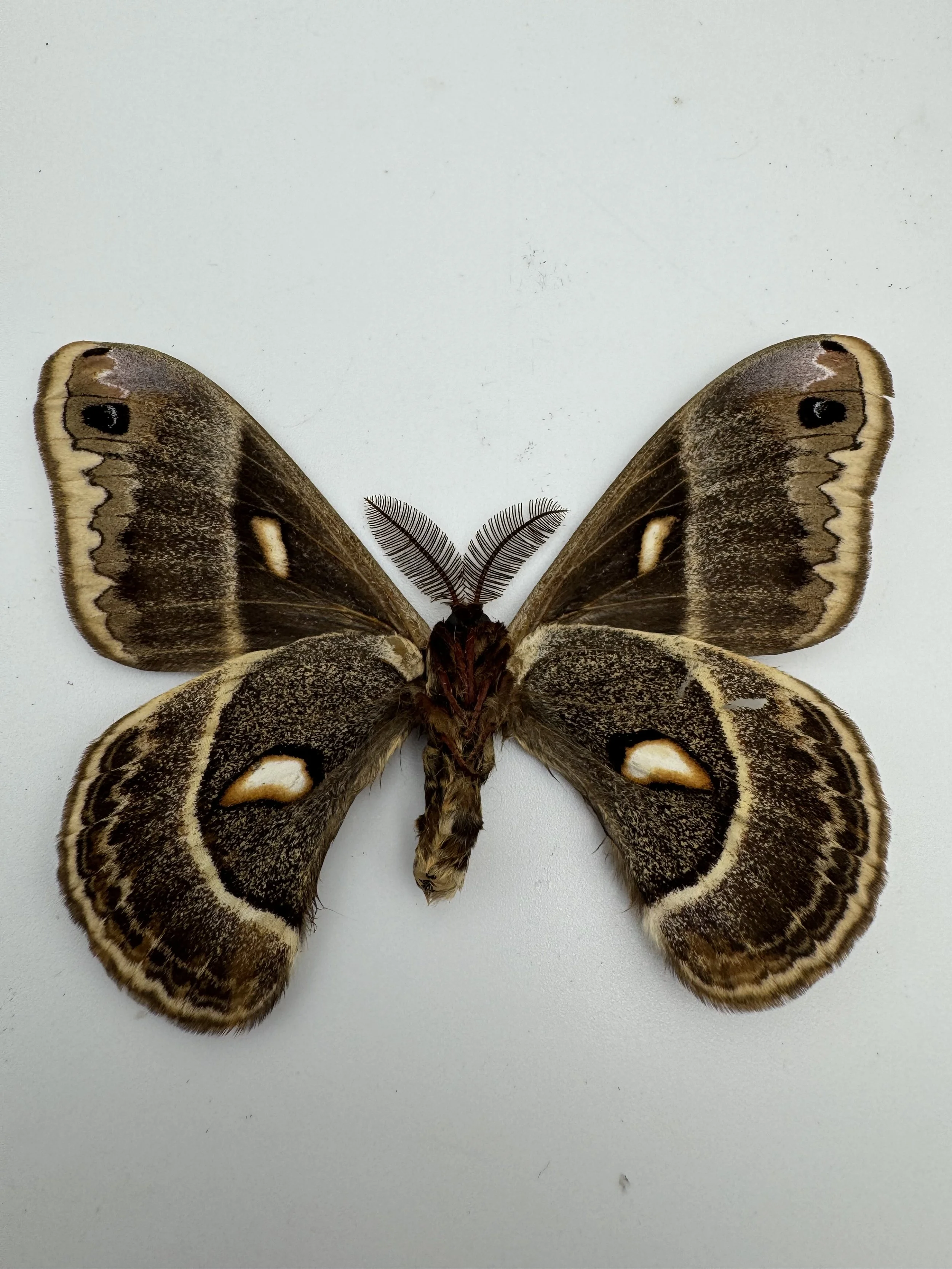 Hyalophora columbia – Columbia Silkmoth