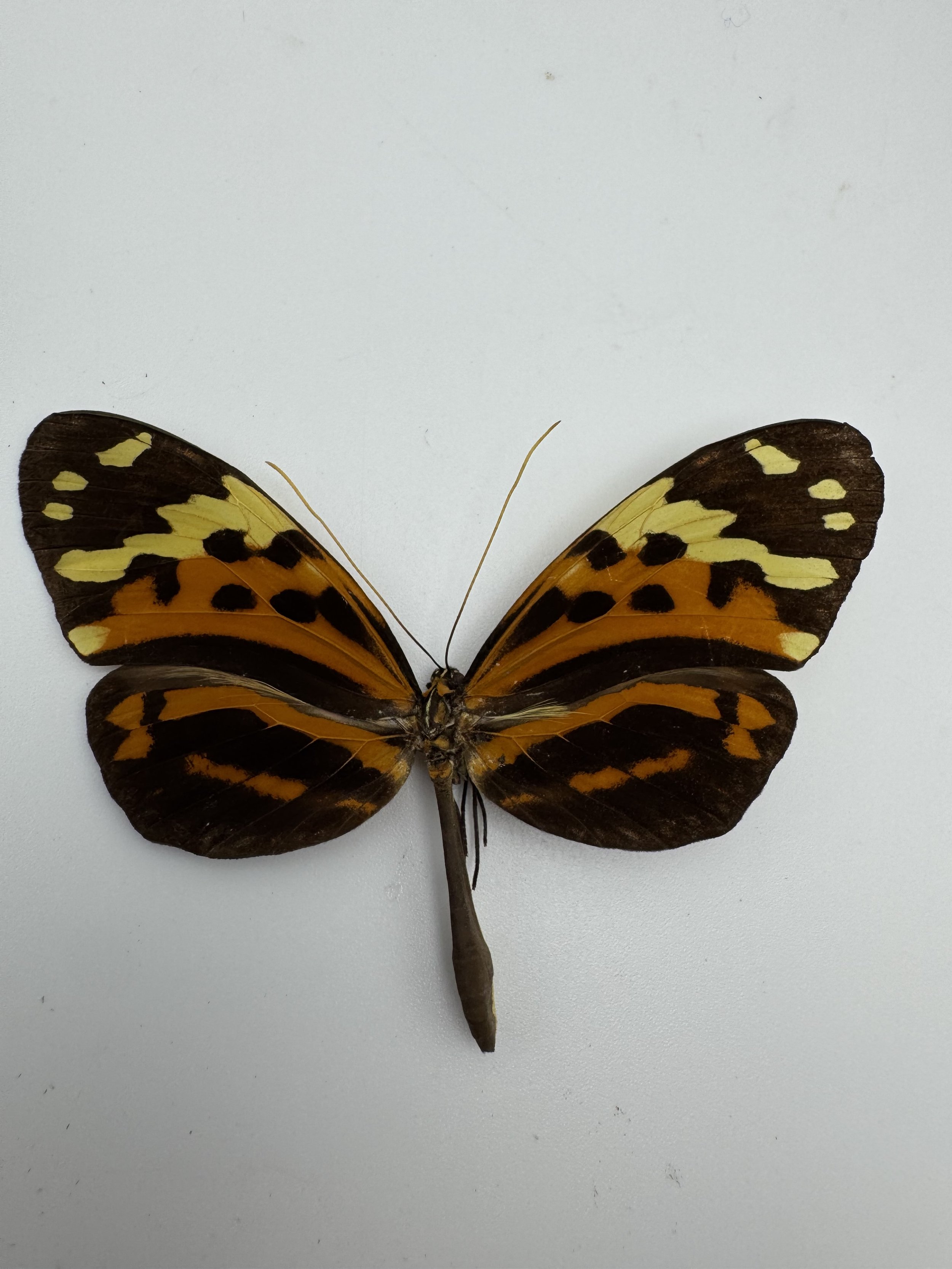 Mechanitis polymnia – Orange-spotted Tiger Clearwing