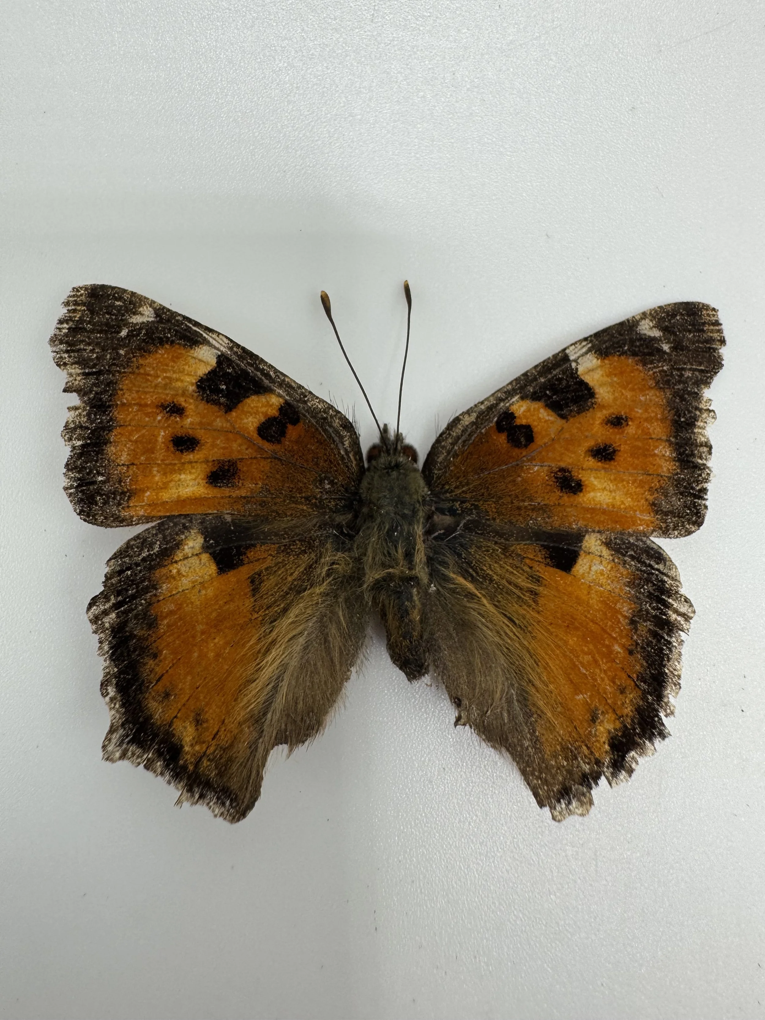 Nymphalis californica – California Tortoiseshell