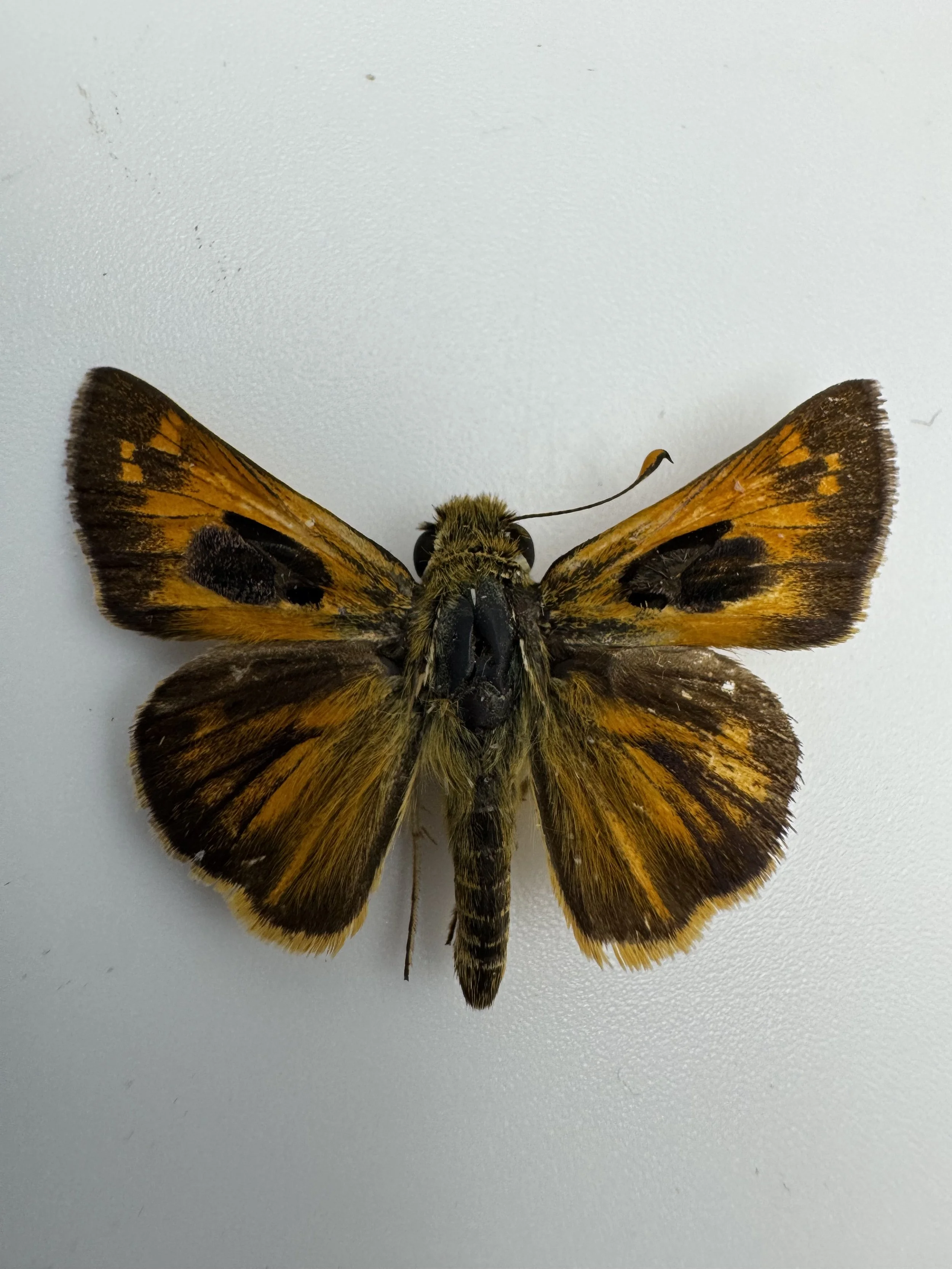 Atalopedes campestris – Sachem Skipper