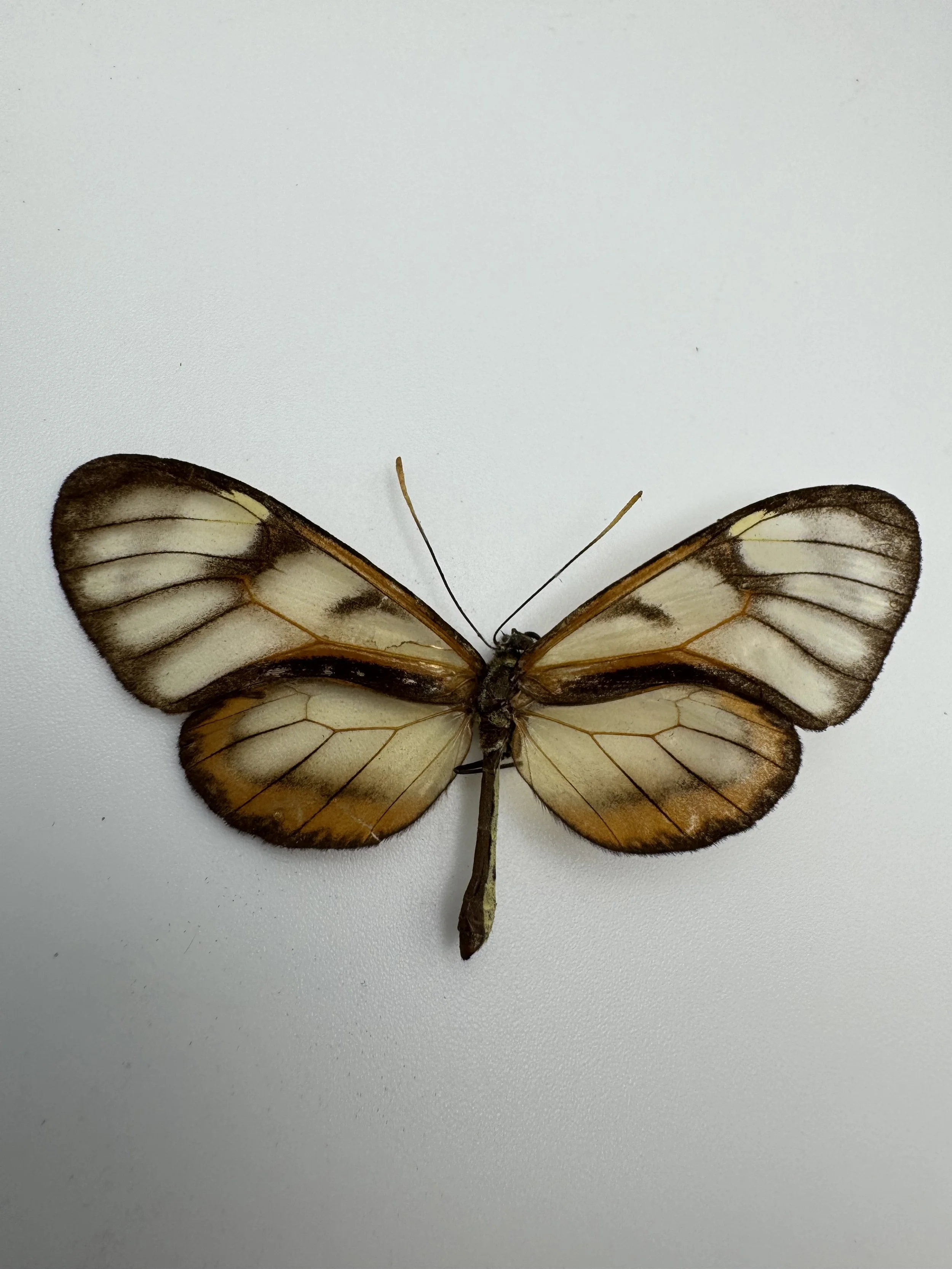 Dircenna adina – Adina Clearwing