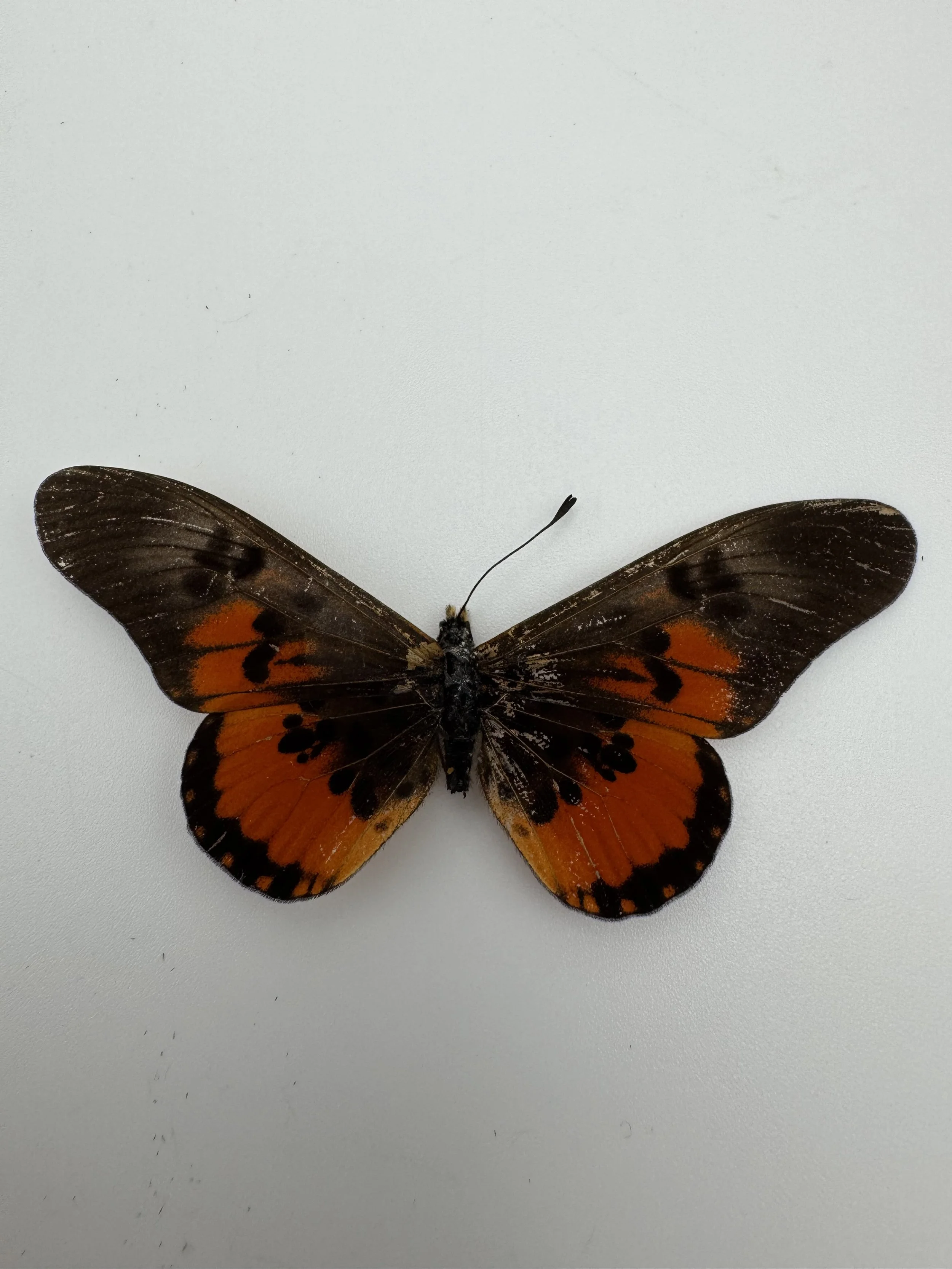 Acraea rogersi – Rogers’ Acraea