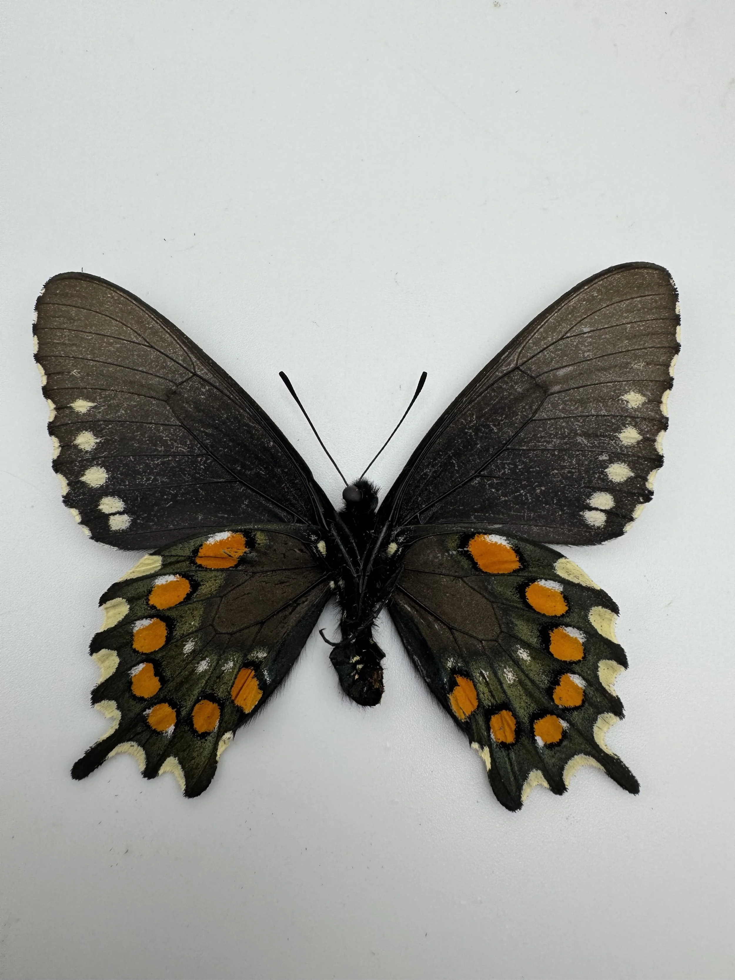 Battus philenor hirsuta – Pipevine Swallowtail (Hairy)