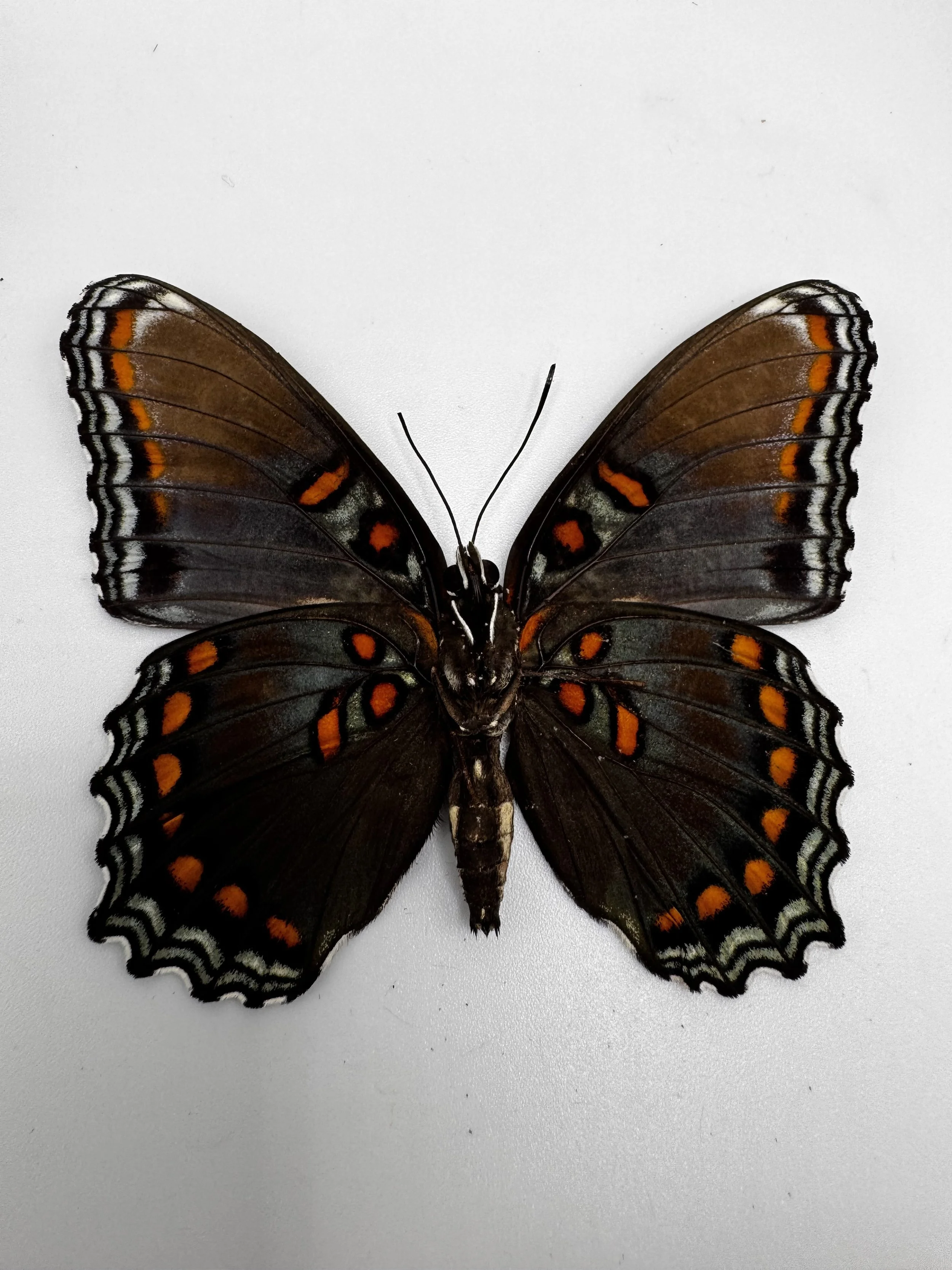 Limenitis arthemis astyanax – Red-spotted Purple