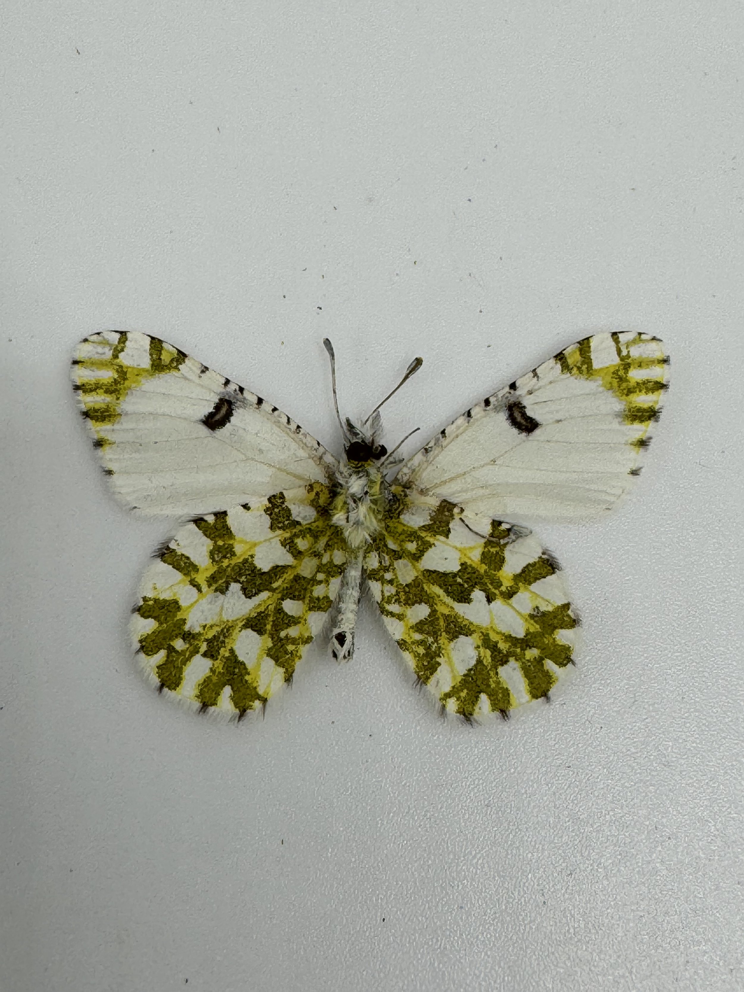 Euchloe ausonides – Large Marble