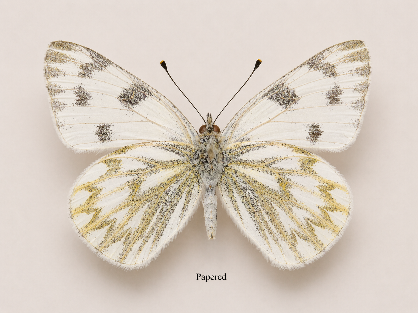 Pontia protodice – Checkered White