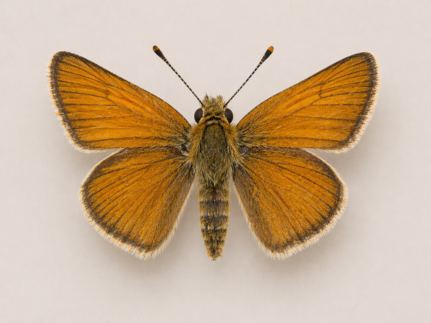 Thymelicus lineola – European Skipper