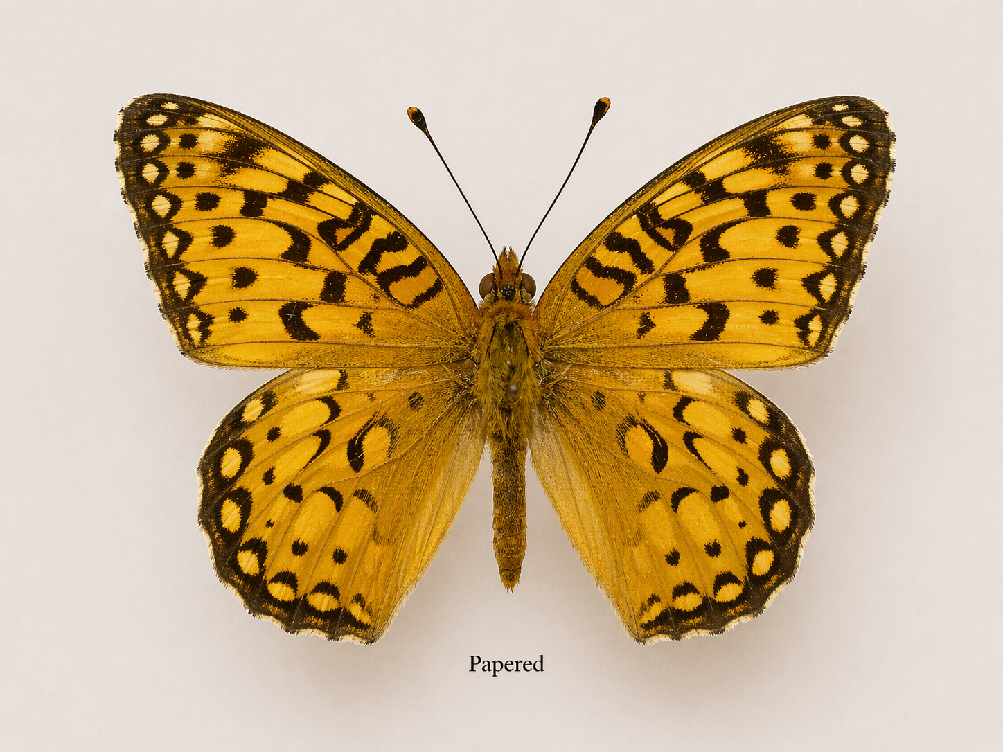 Speyeria edwardsii – Edwards’ Fritillary