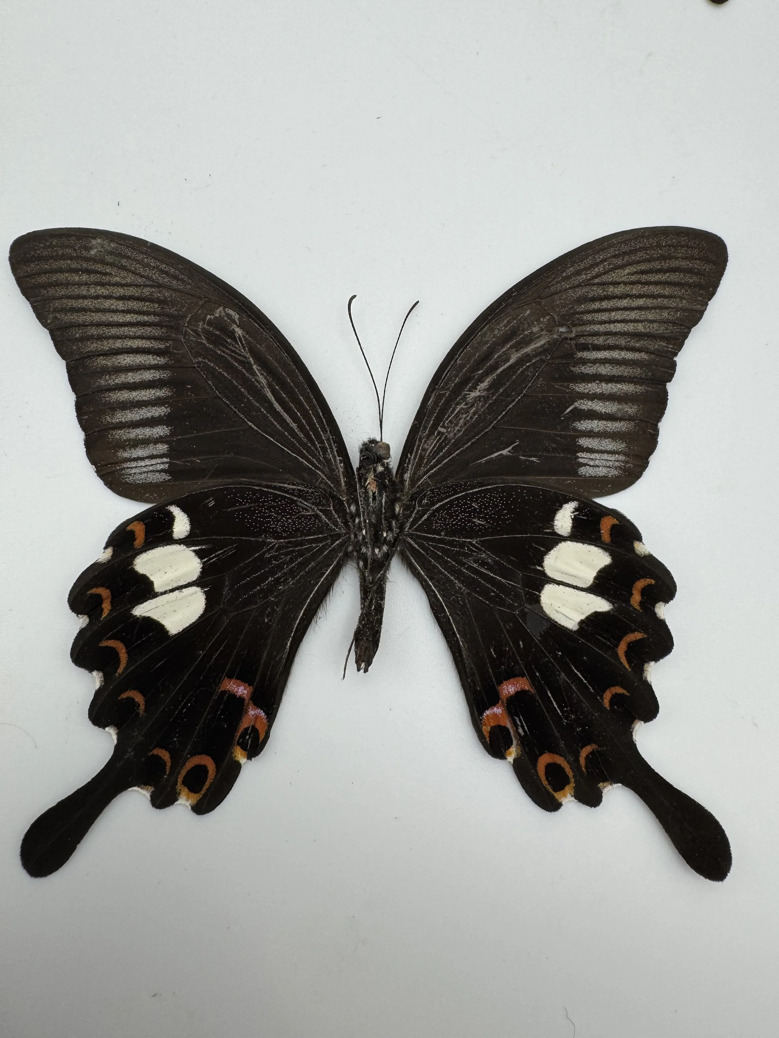Papilio polytes – Common Mormon