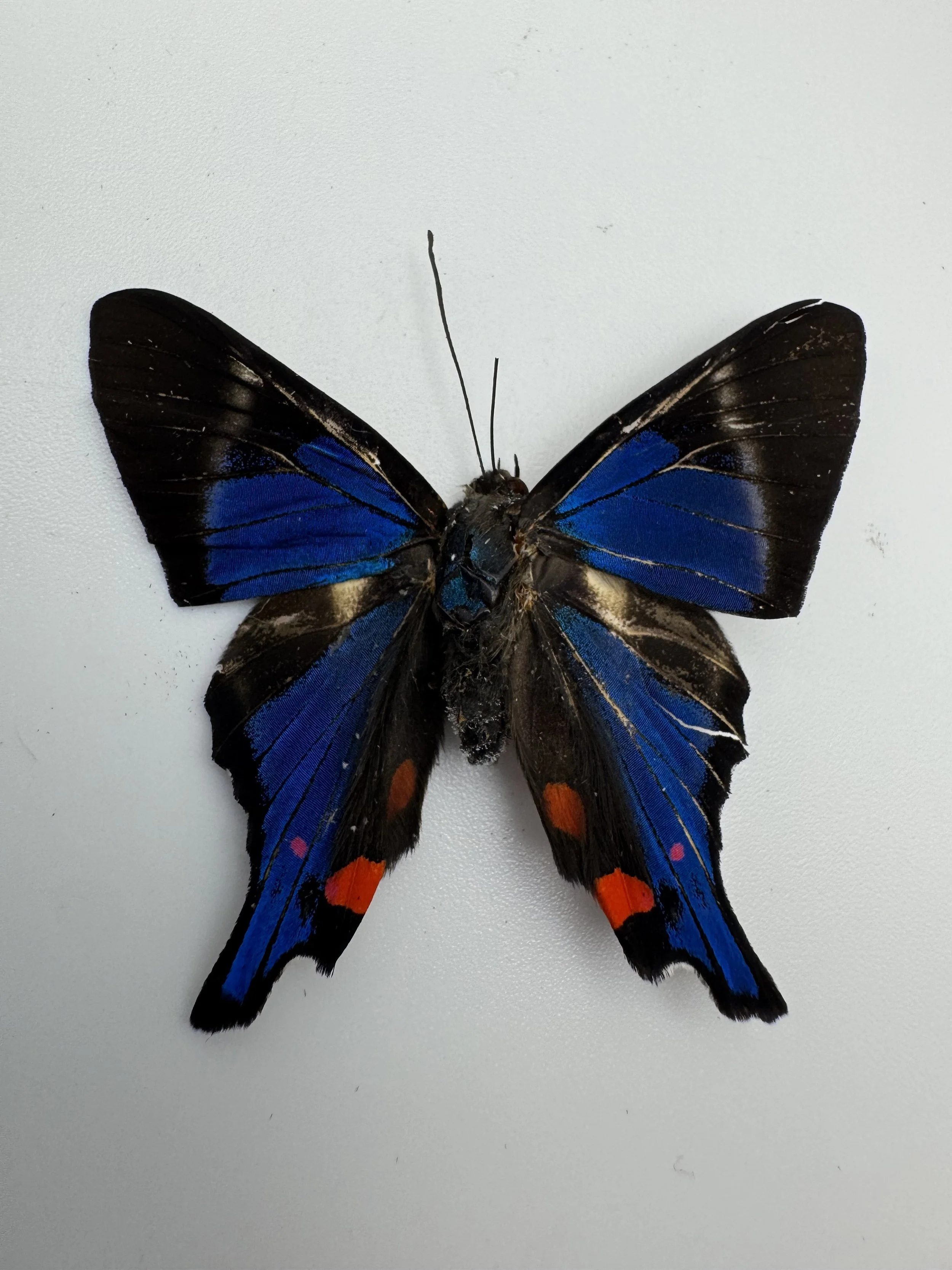 Rhetus periander – Periander Metalmark