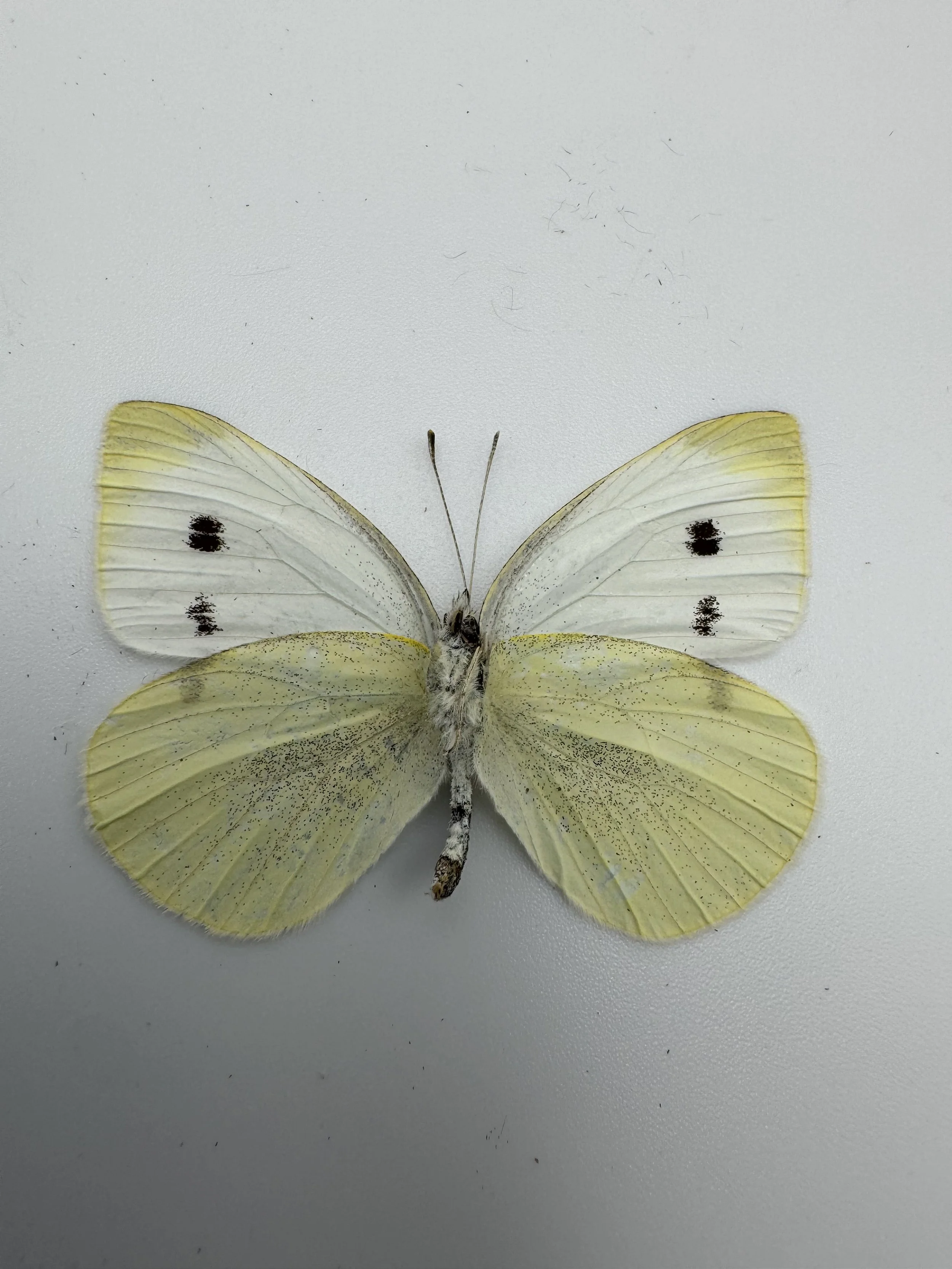 Pieris rapae – Cabbage White