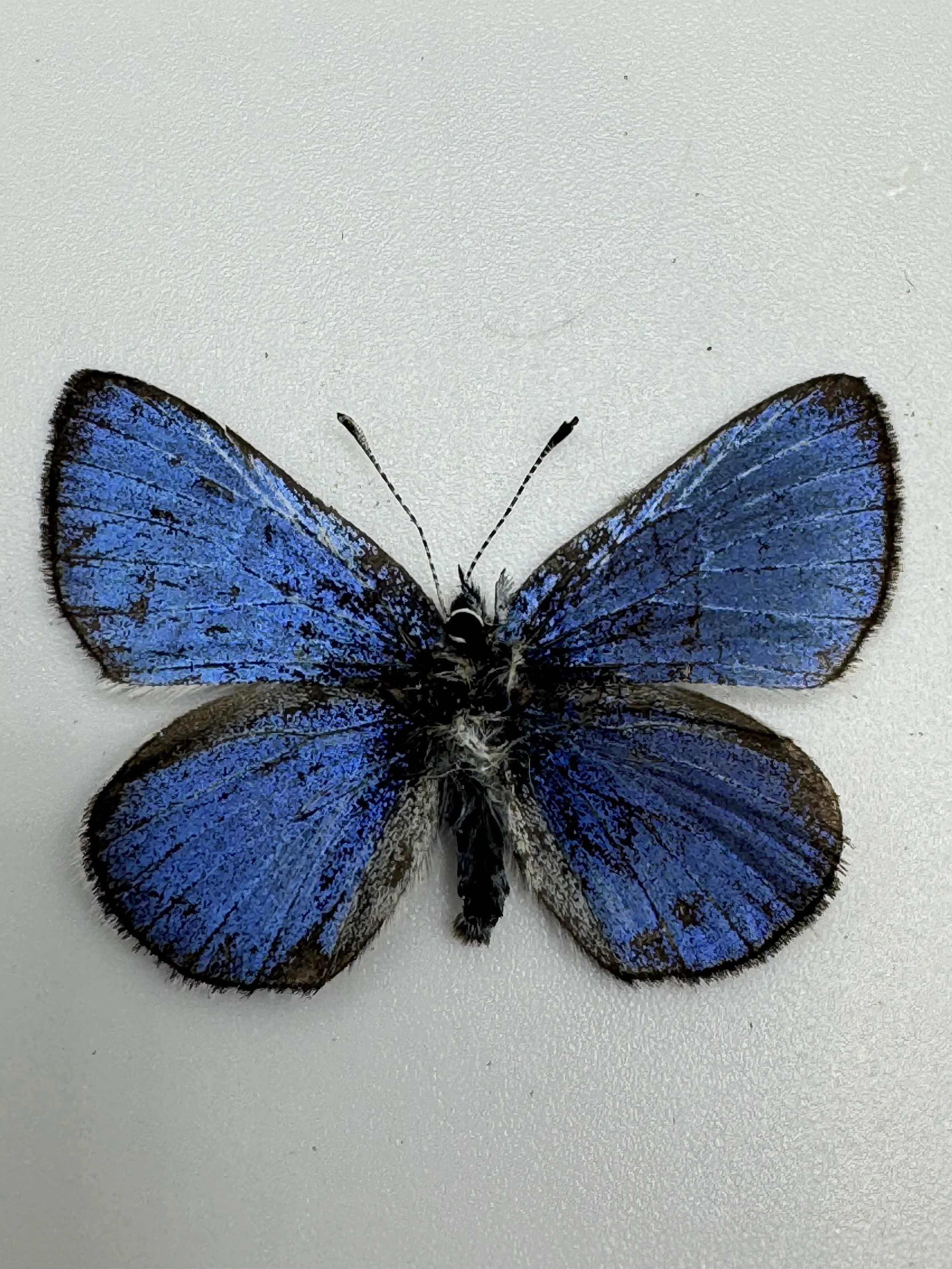 Glaucopsyche lygdamus – Silvery Blue