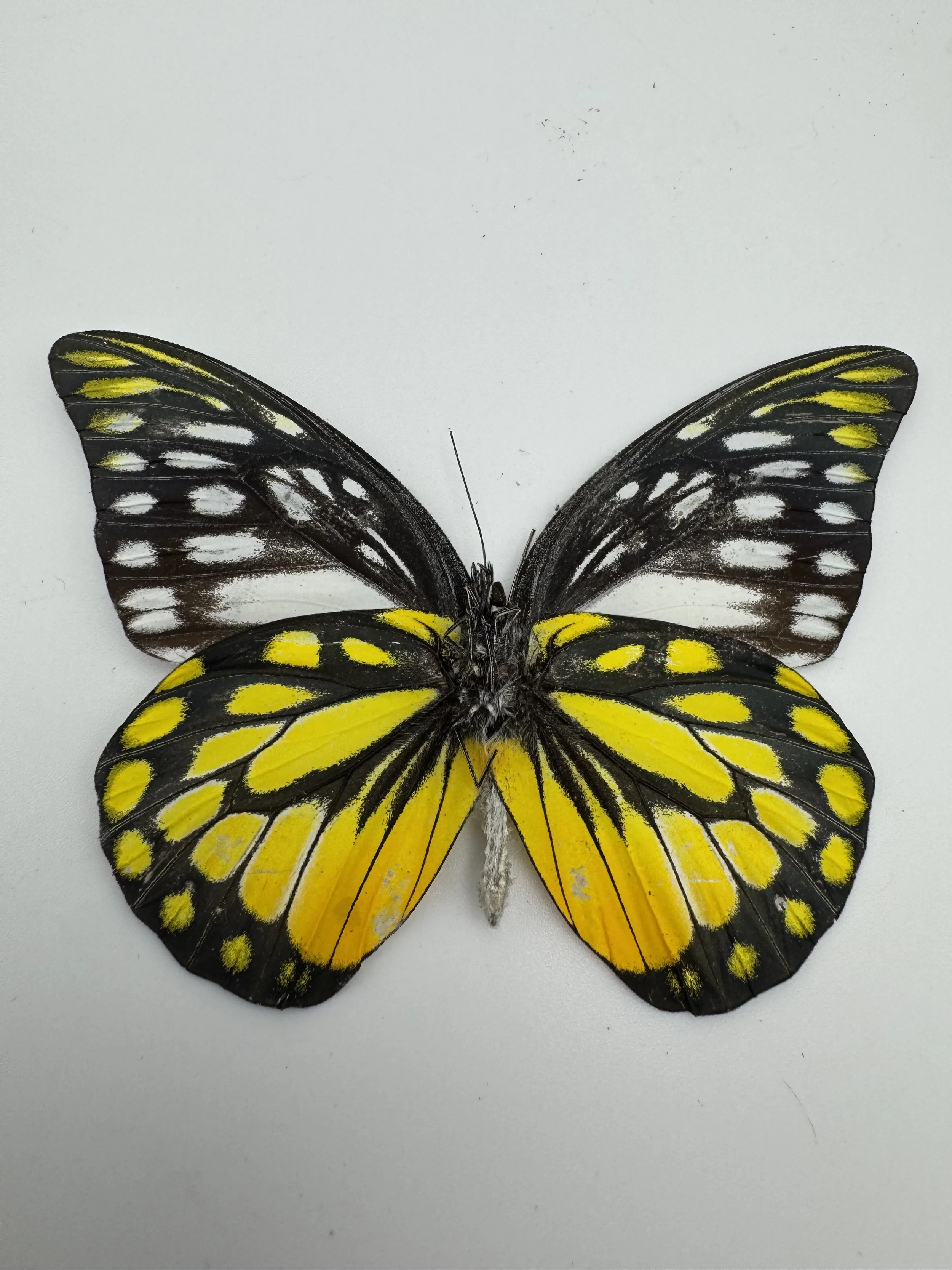 Prioneris thestylis – Spotted Sawtooth