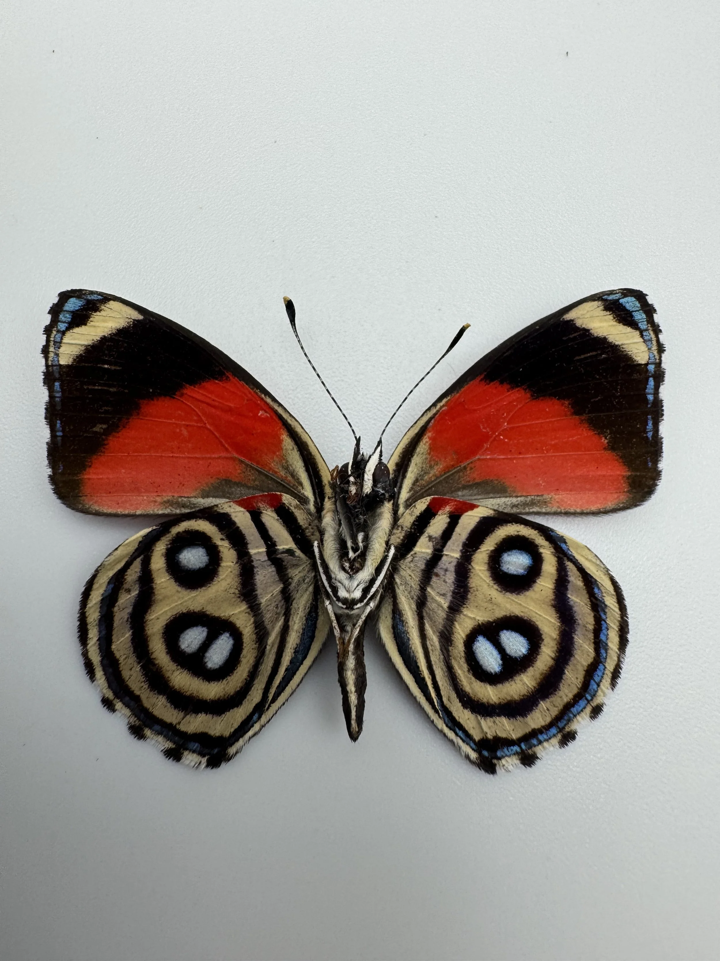 Callicore hystaspes – 88 Butterfly