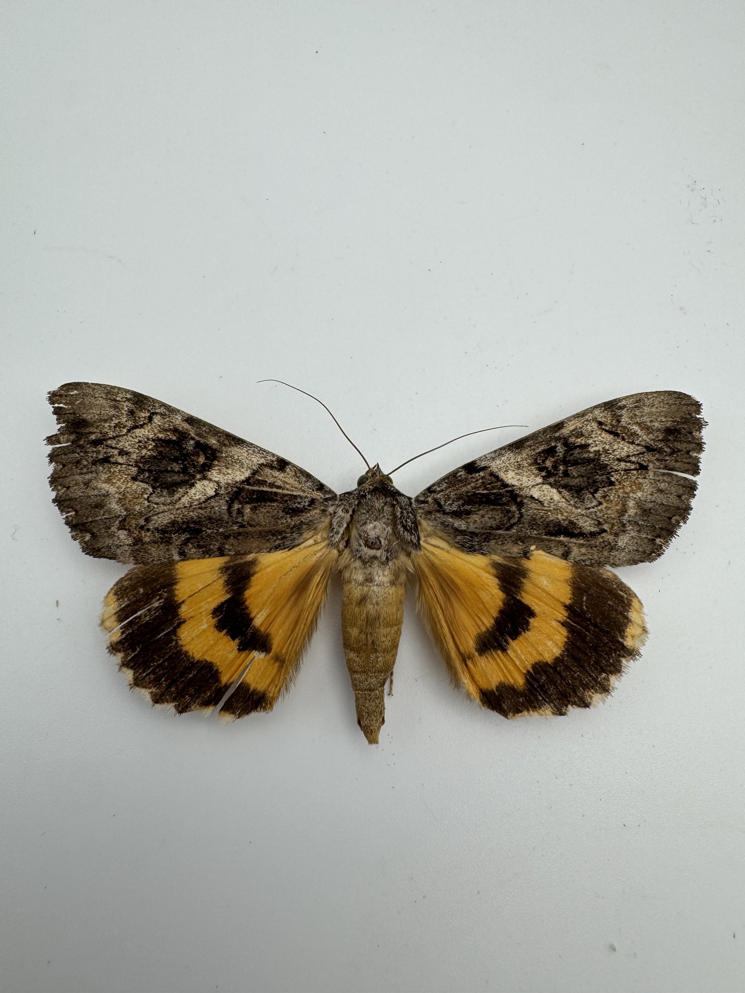 Catocala californica – California Underwing