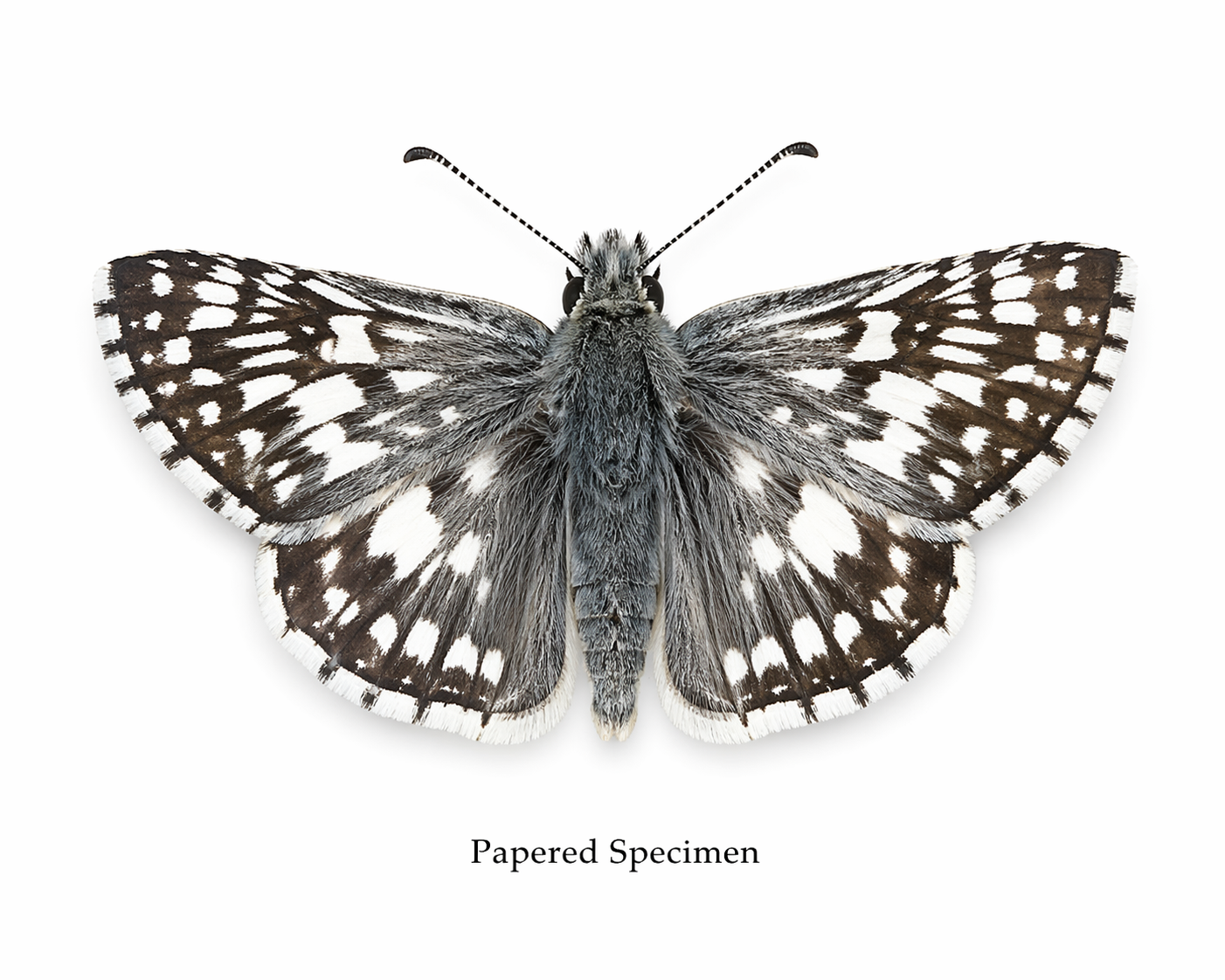 Burnsius communis – Common Checkered-Skipper