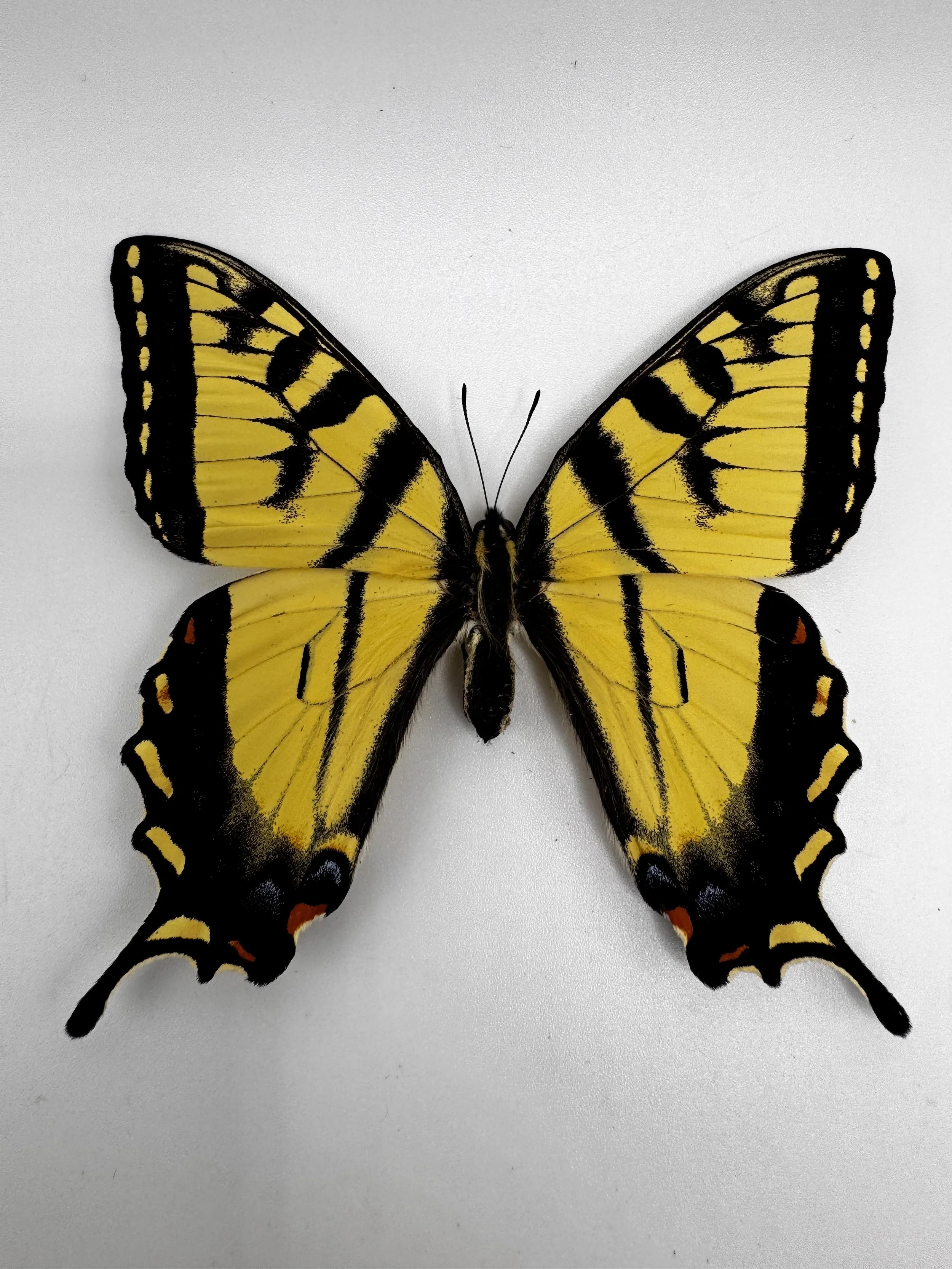 Papilio canadensis – Canadian Tiger Swallowtail