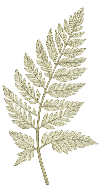 A silver or gray-colored fern leaf isolated on a black background.