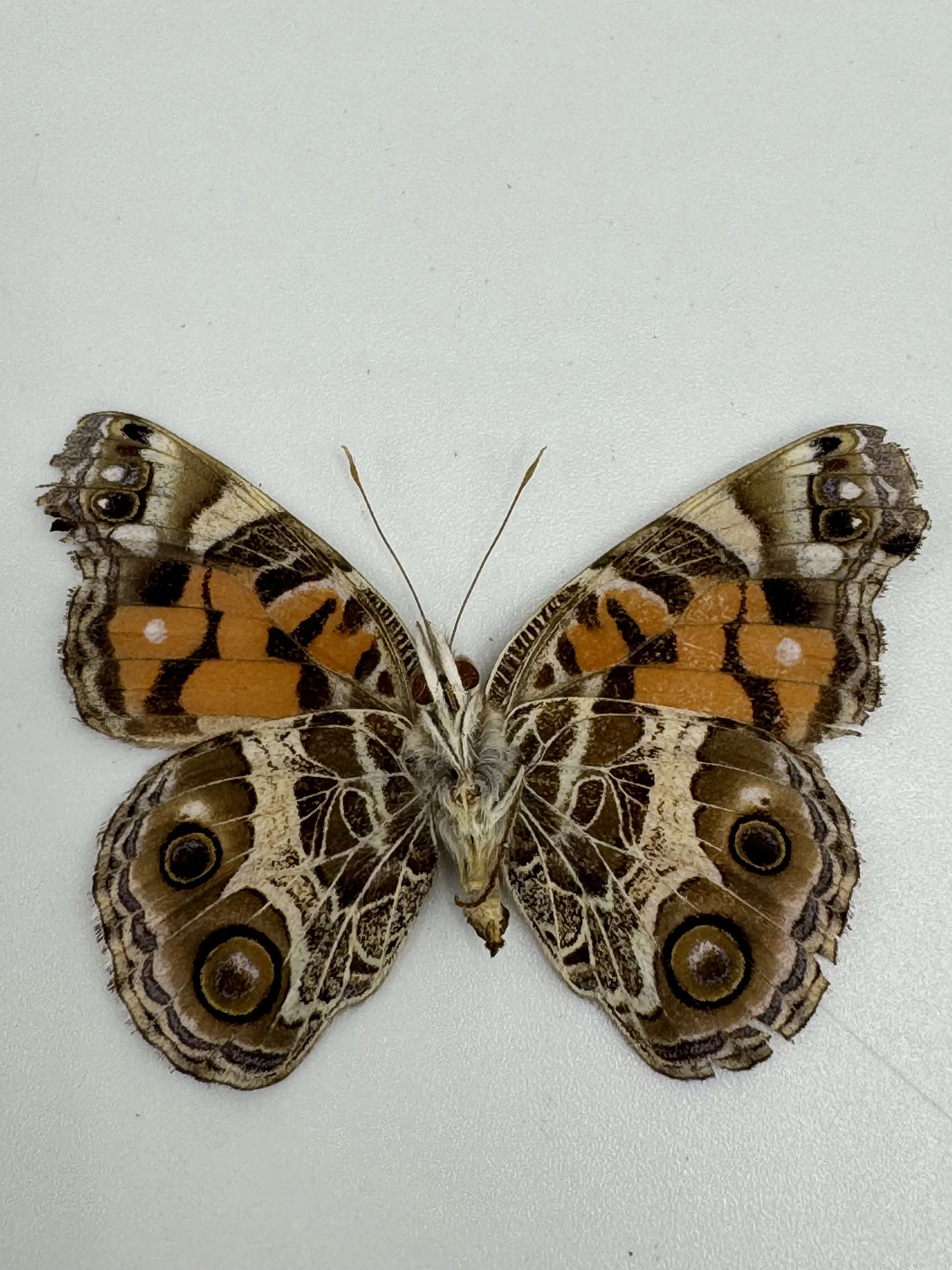 Vanessa virginiensis – American Lady