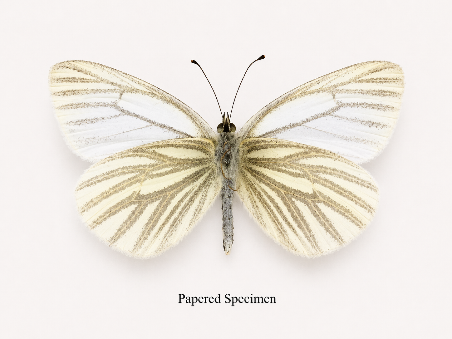 Pieris marginalis – Margined White
