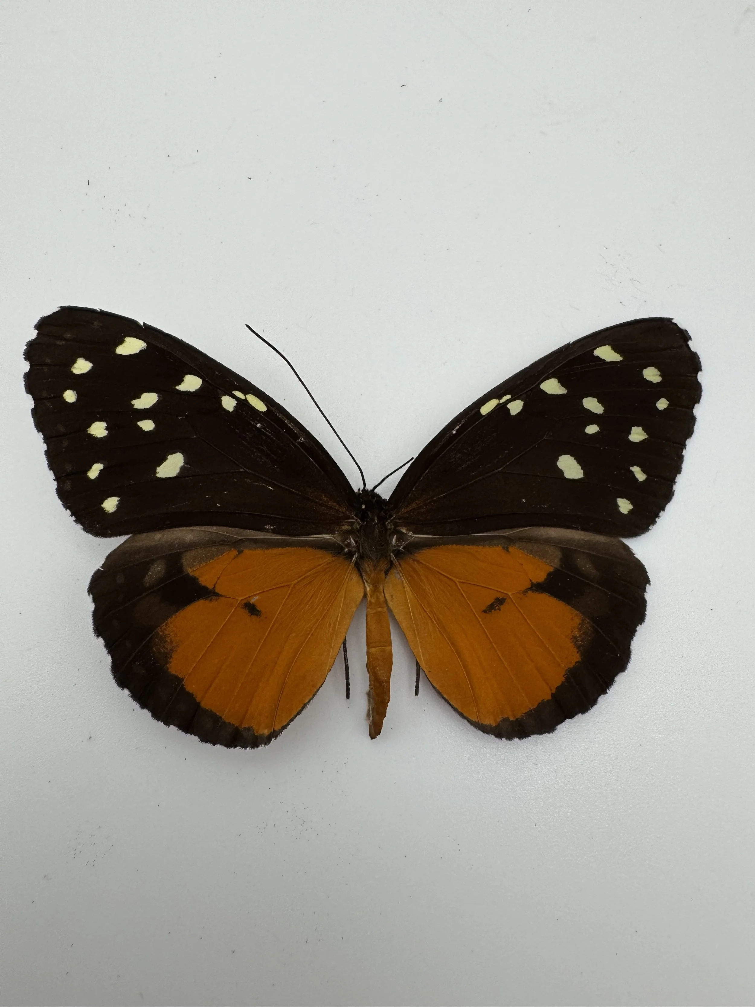 Danaus chrysippus – Plain Tiger