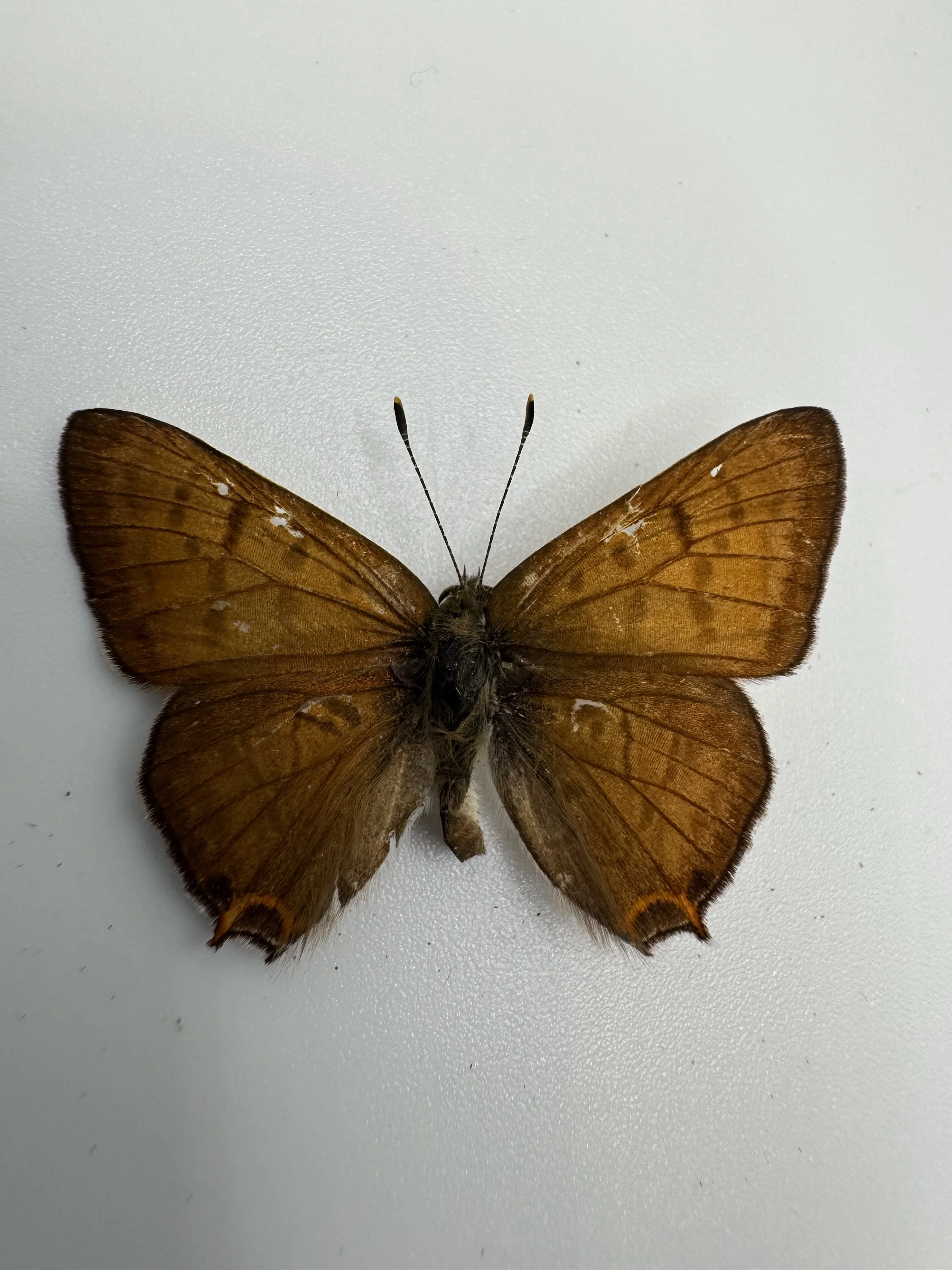 Lycaena arota – Tailed Copper