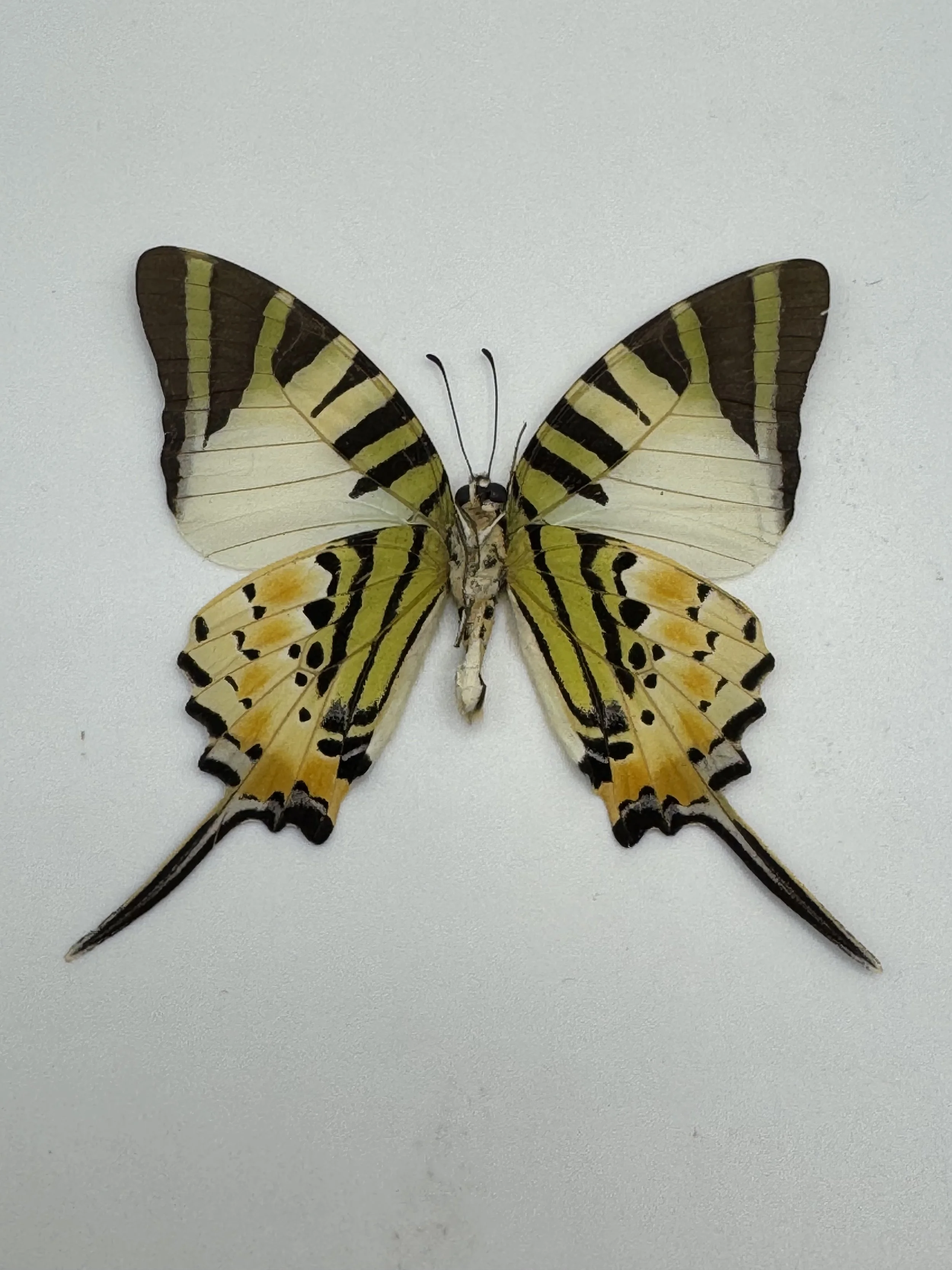 Graphium antiphates – Fivebar Swordtail