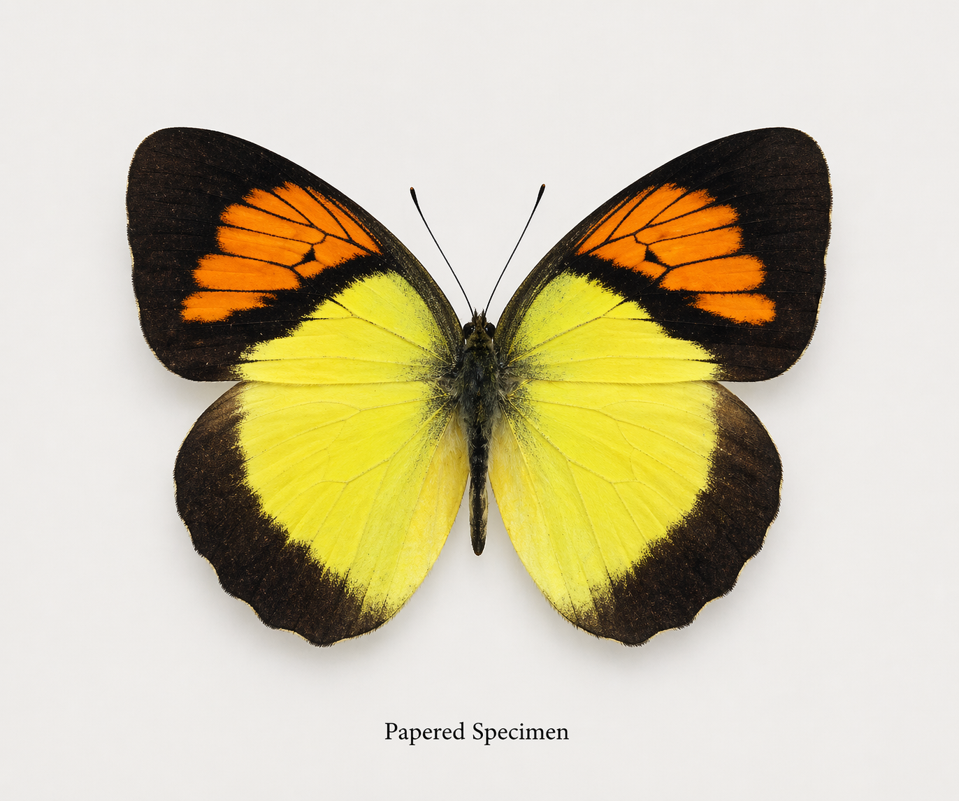 Ixias pyrene – Yellow Orange Tip