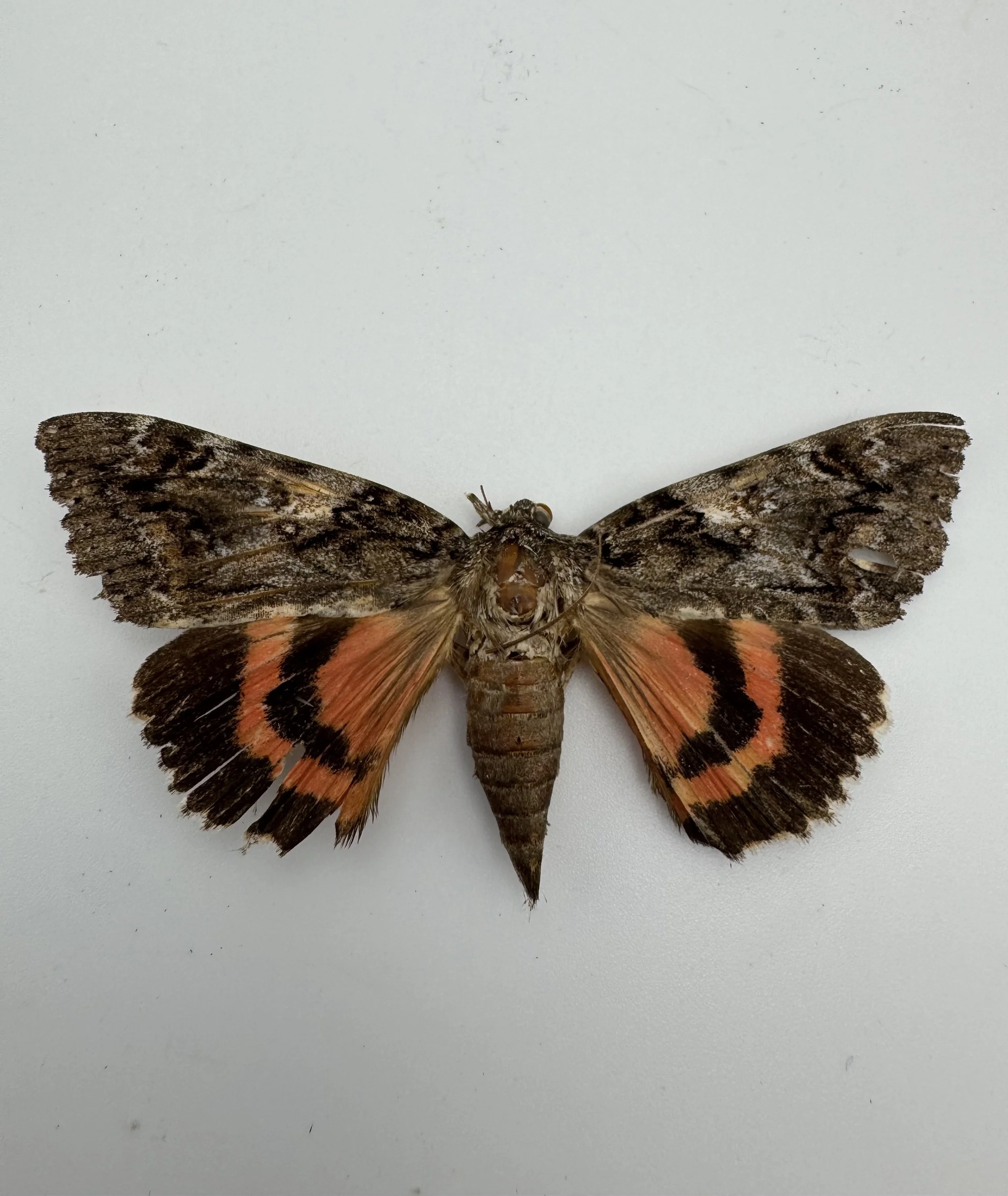 Catocala irene – Irene’s Underwing