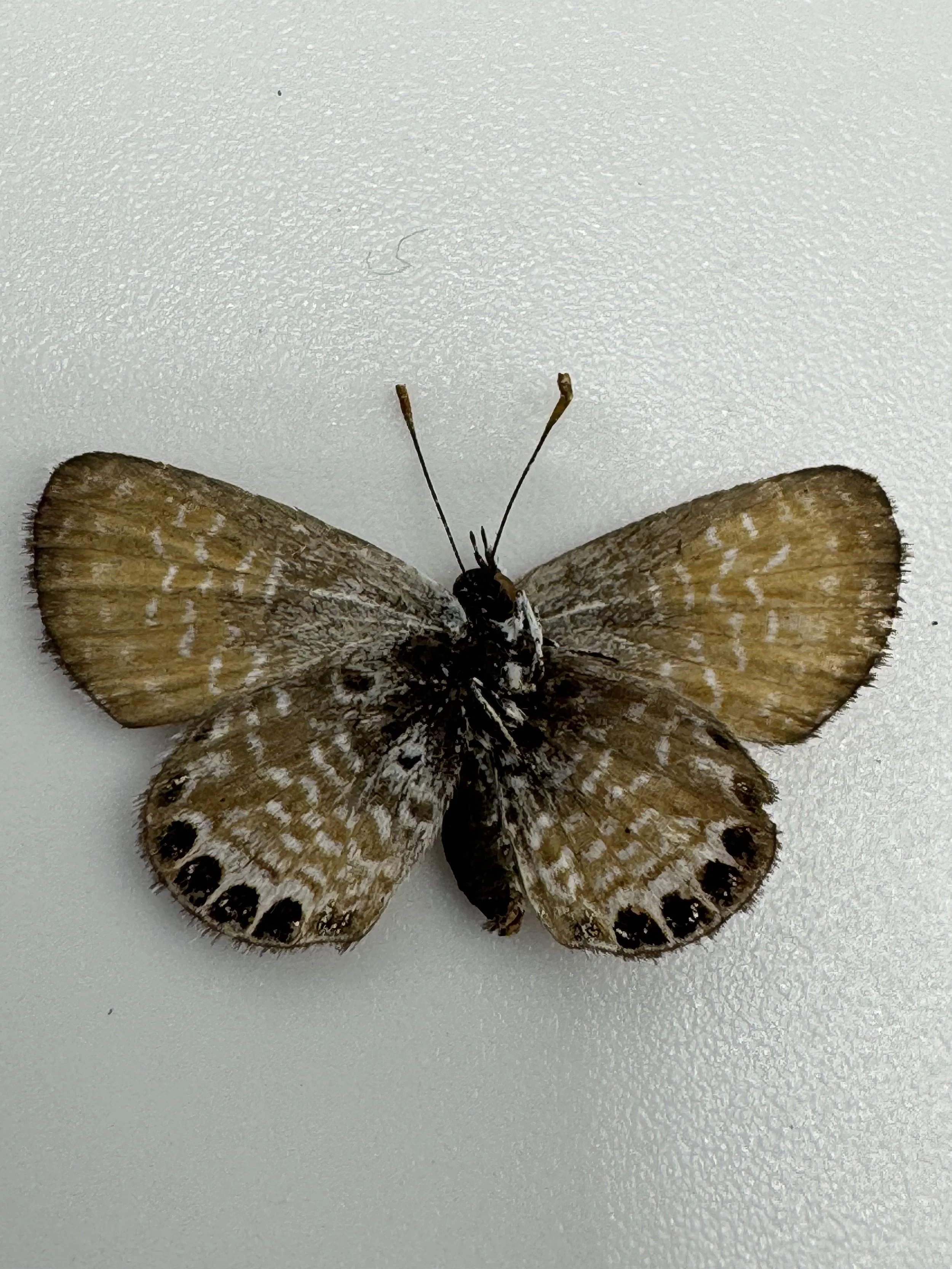 Brephidium exilis – Western Pygmy Blue