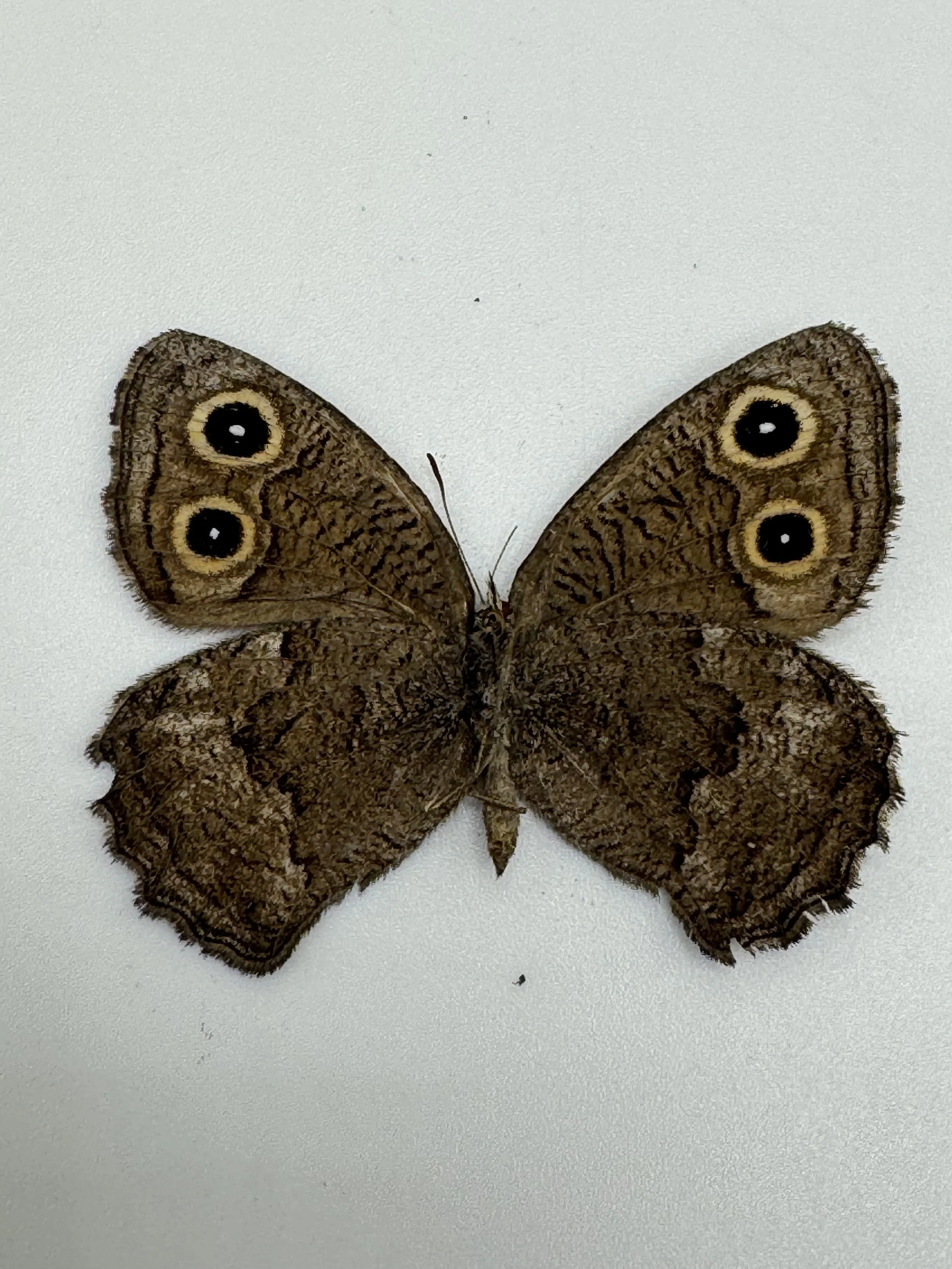 Cercyonis sthenele – Great Basin Wood-Nymph