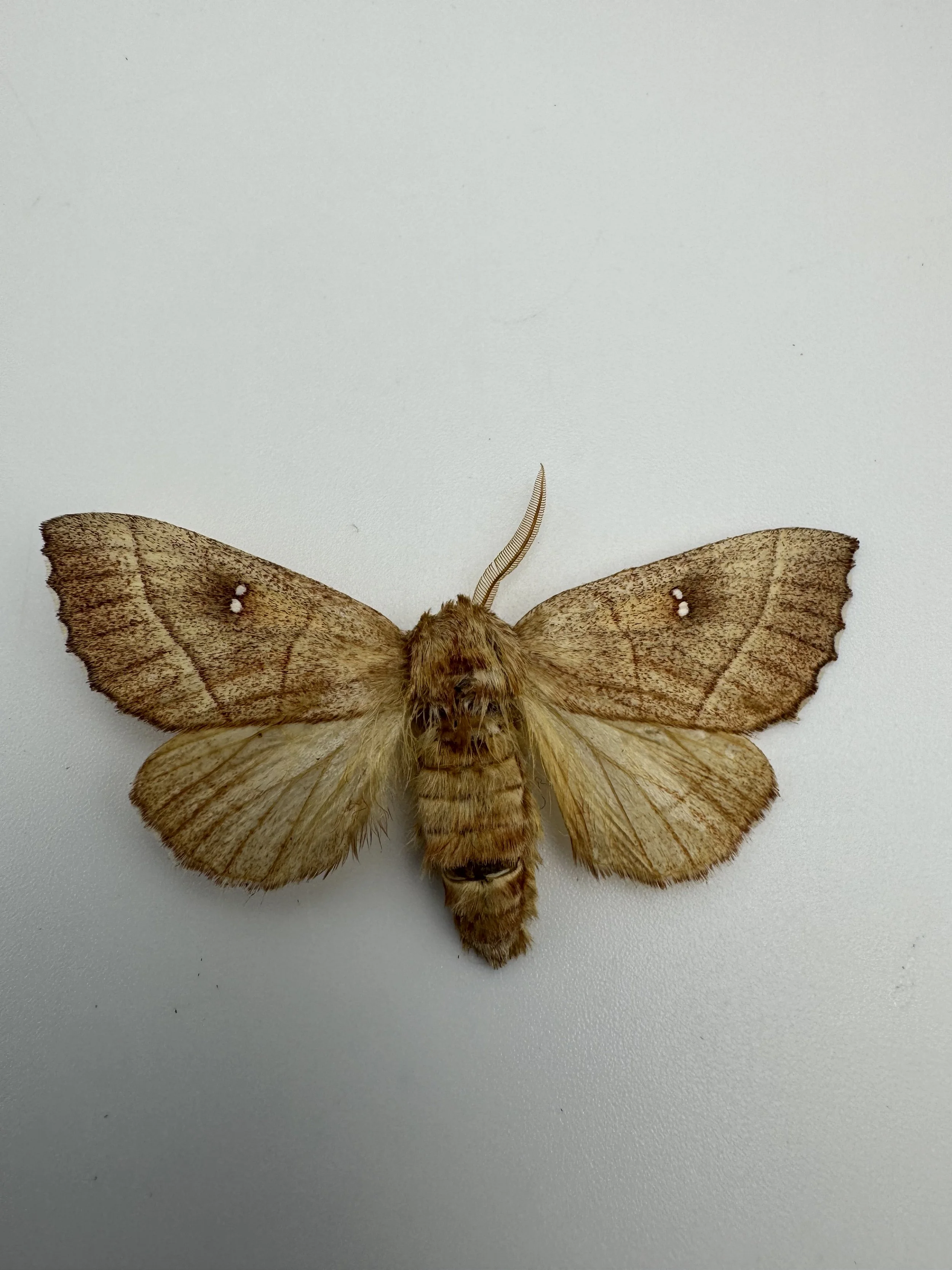 Nadata gibbosa – Rough Prominent