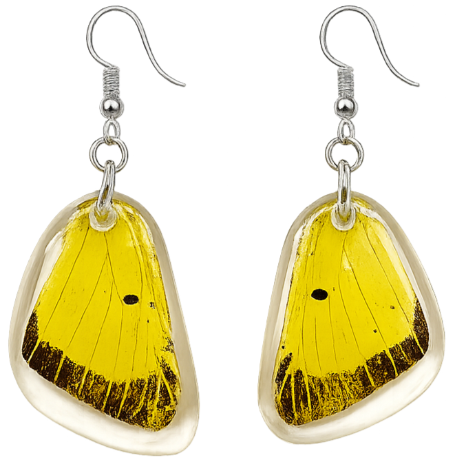 Earrings with yellow butterfly wings as pendants hanging from silver hooks.