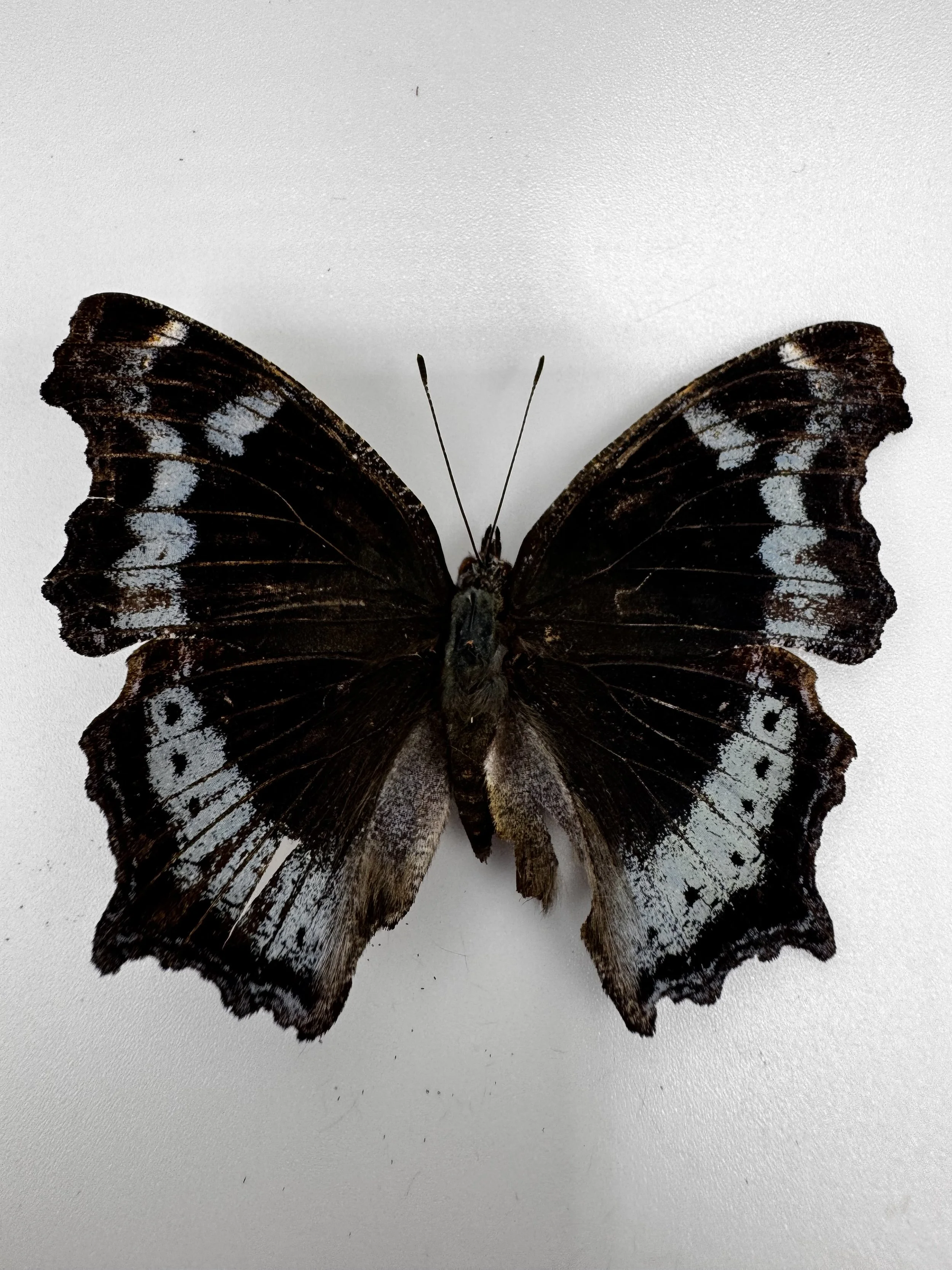 Kaniska canace – Blue Admiral